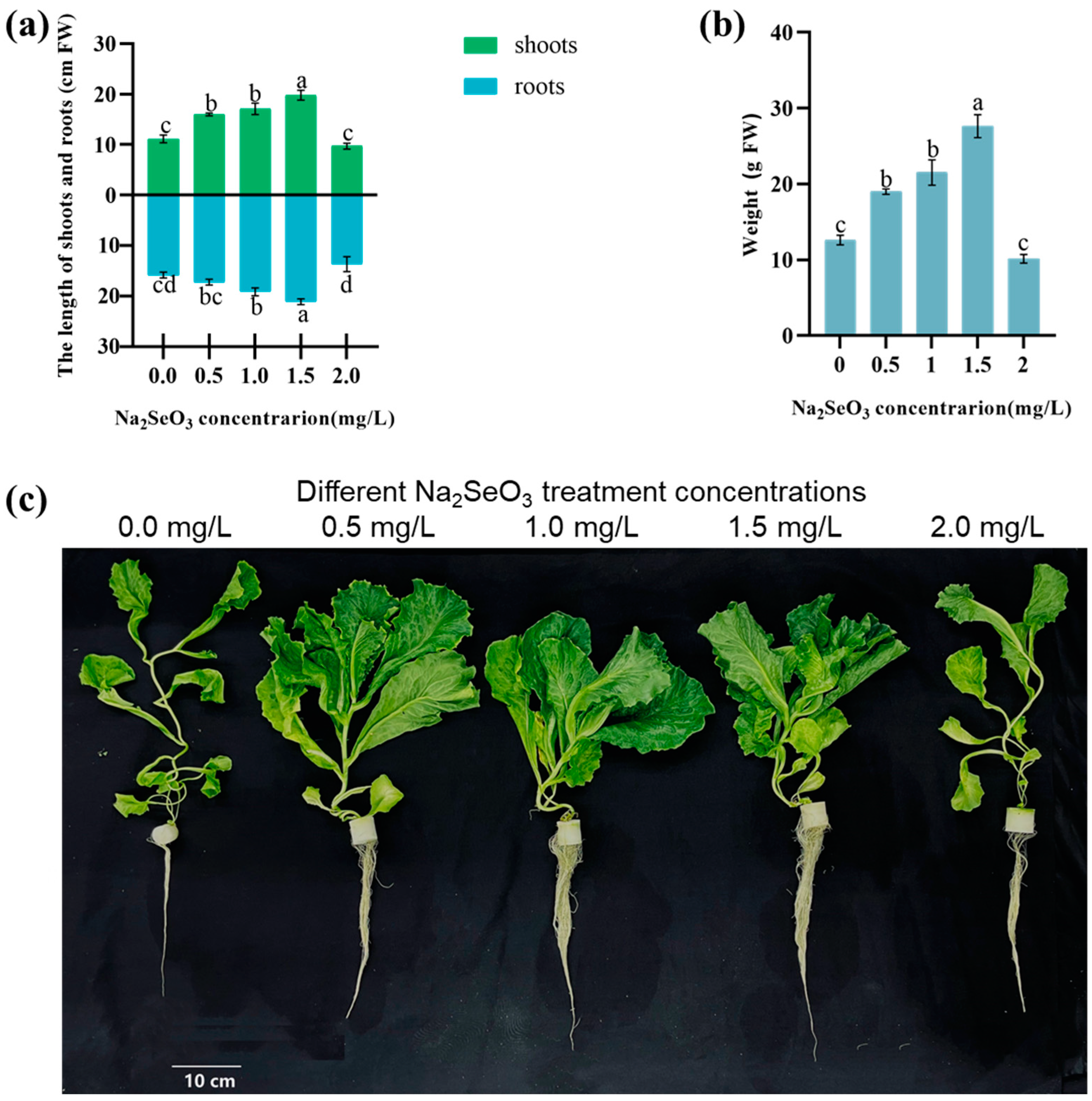 Agronomy 14 01380 g001