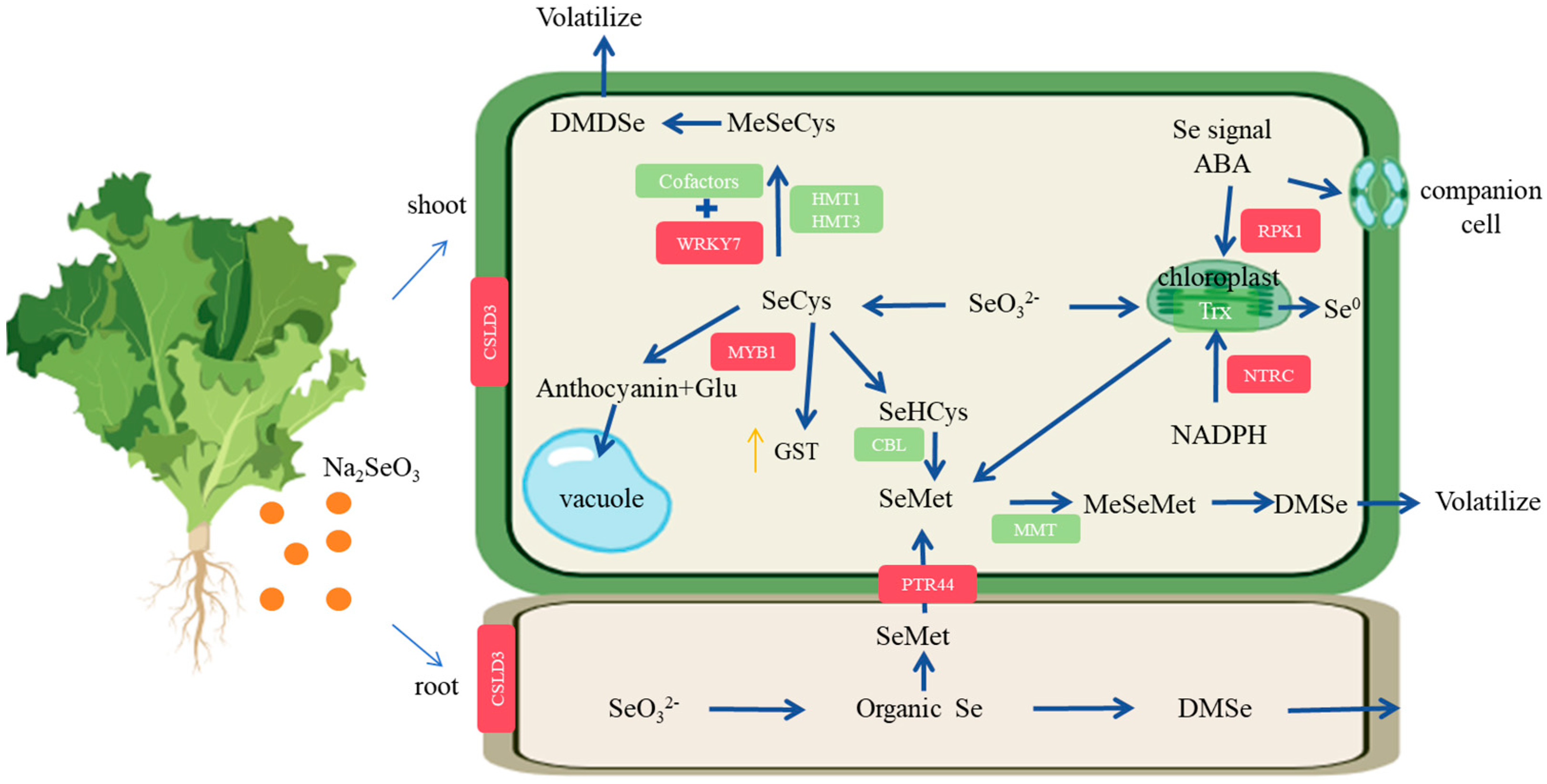 Agronomy 14 01380 g016