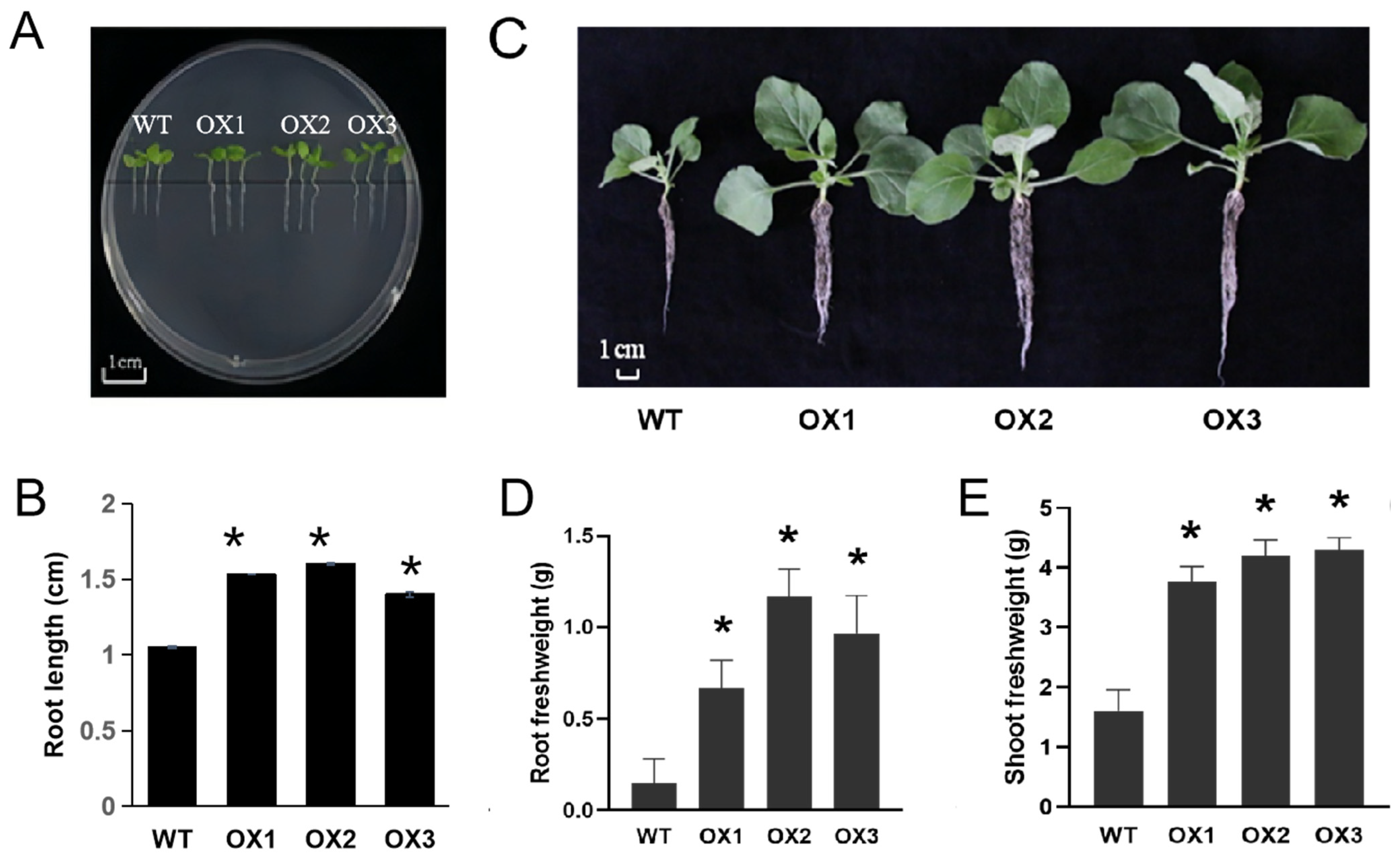 Agronomy 14 01381 g002