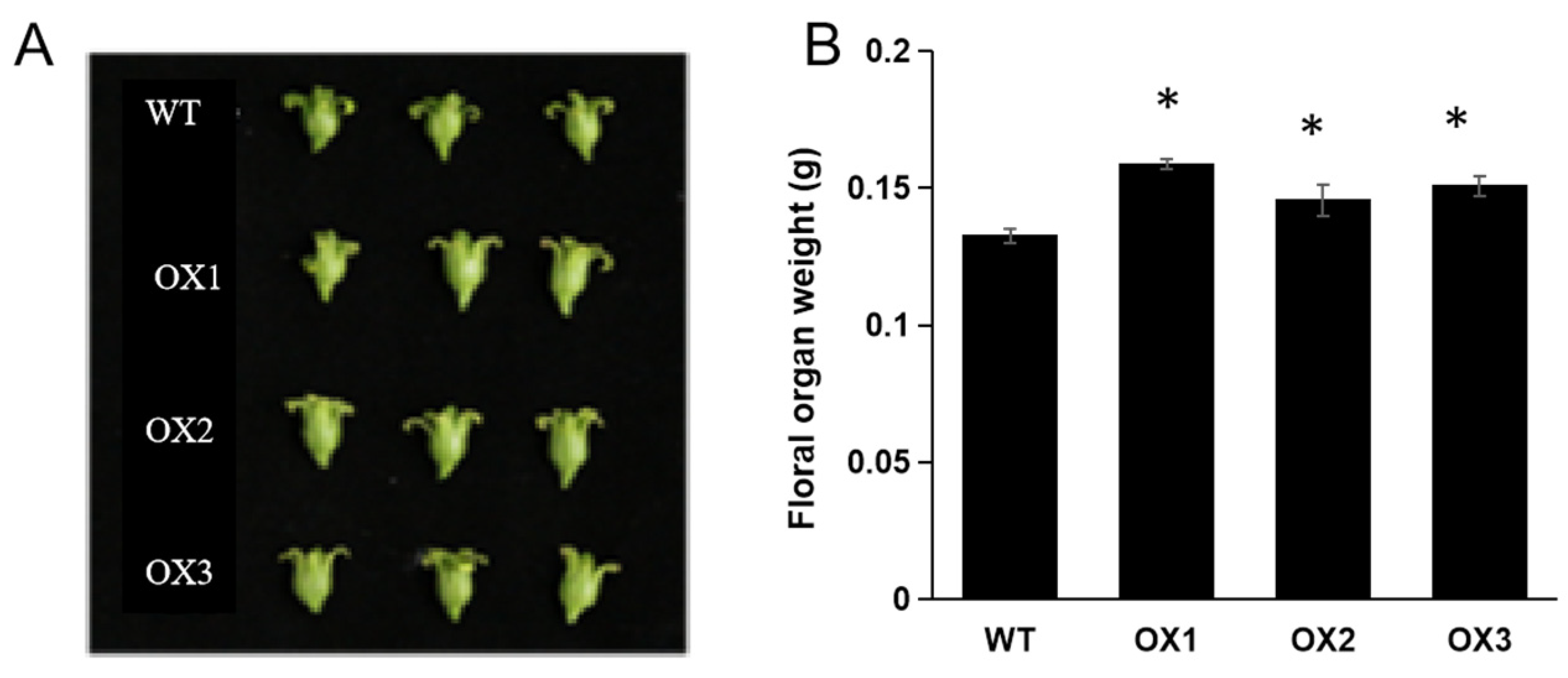 Agronomy 14 01381 g003