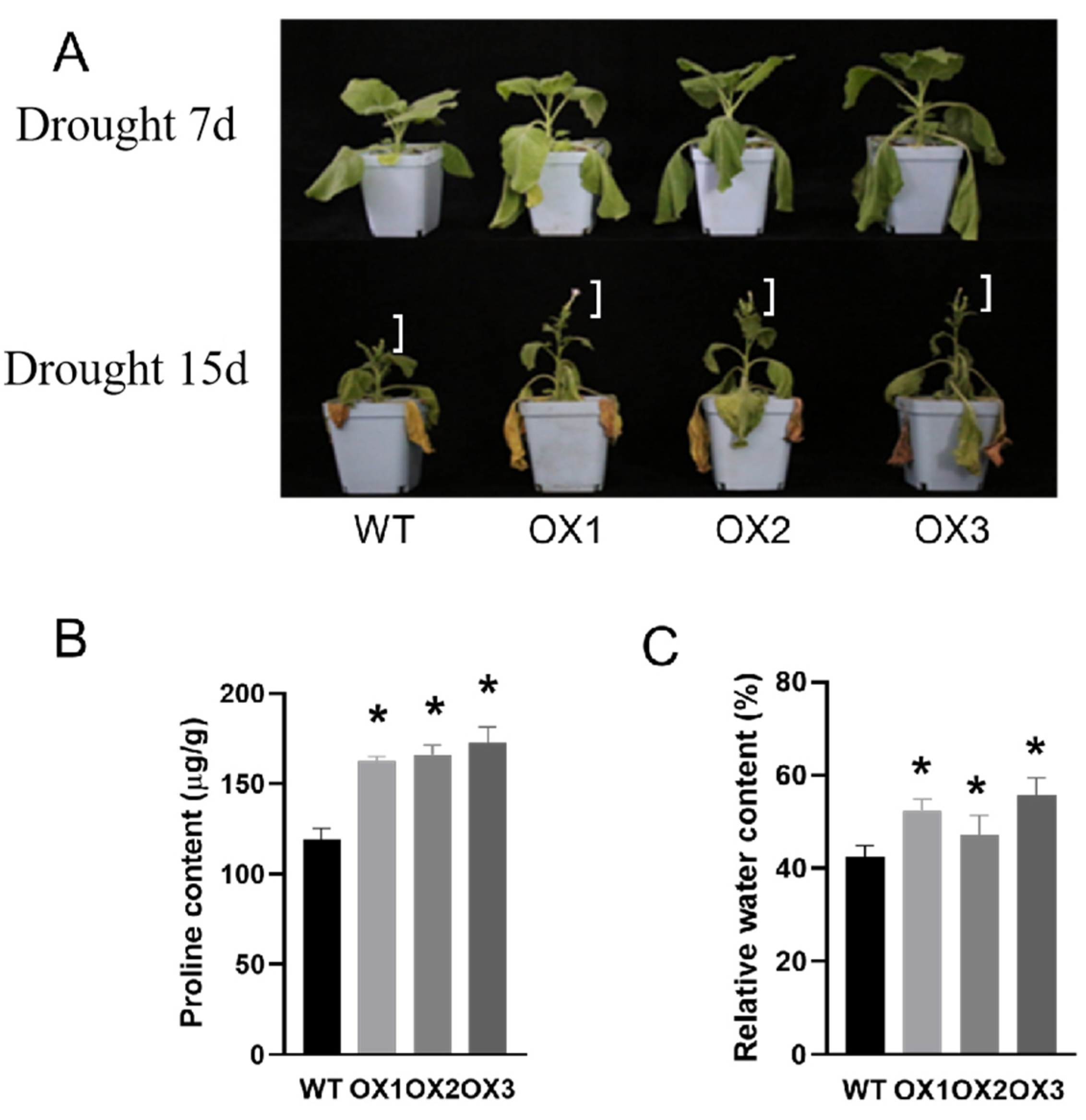 Agronomy 14 01381 g004