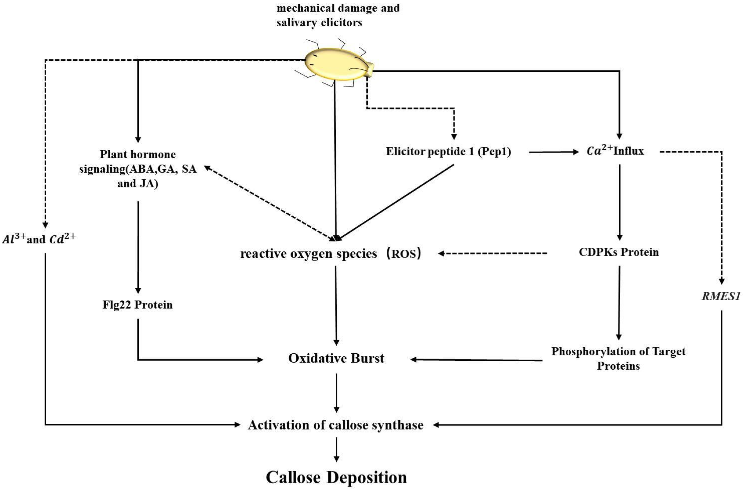 Agronomy 14 01393 g001