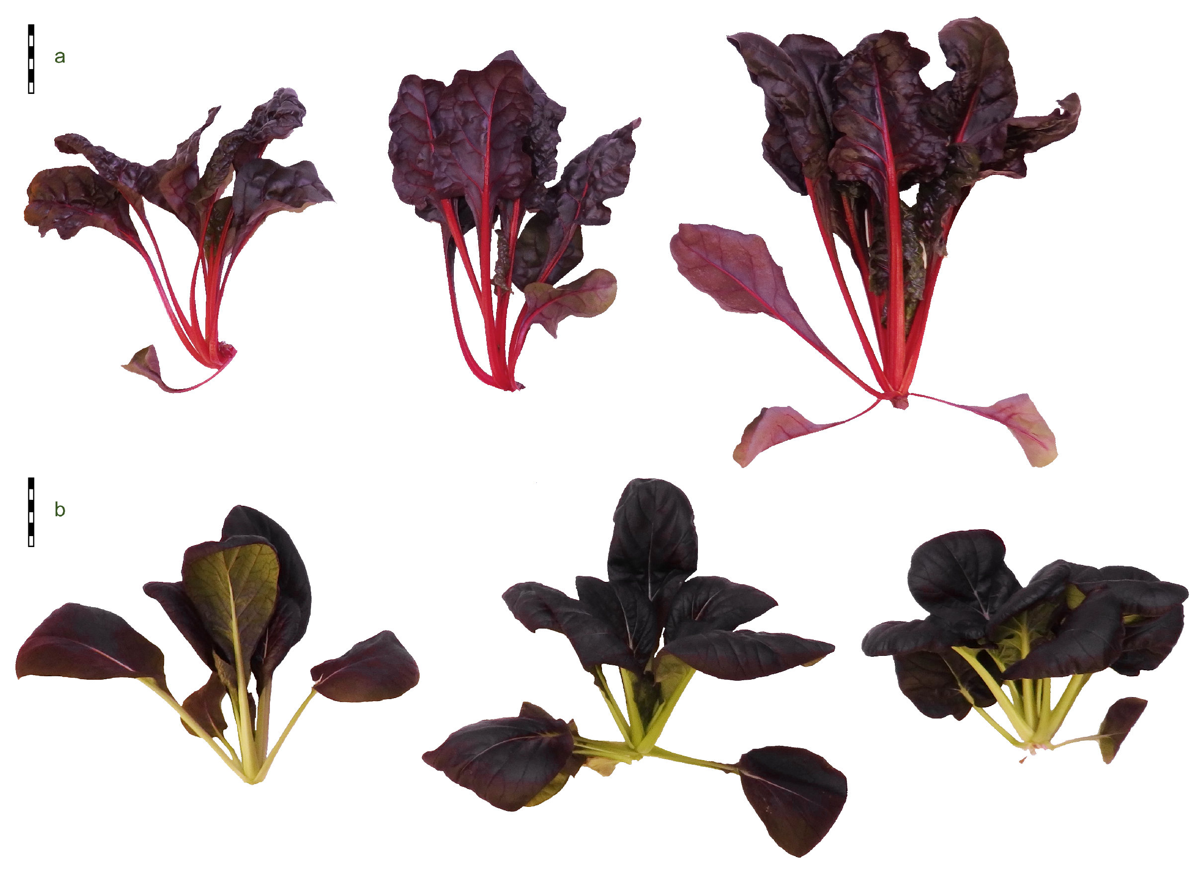 Agronomy 14 01407 g005