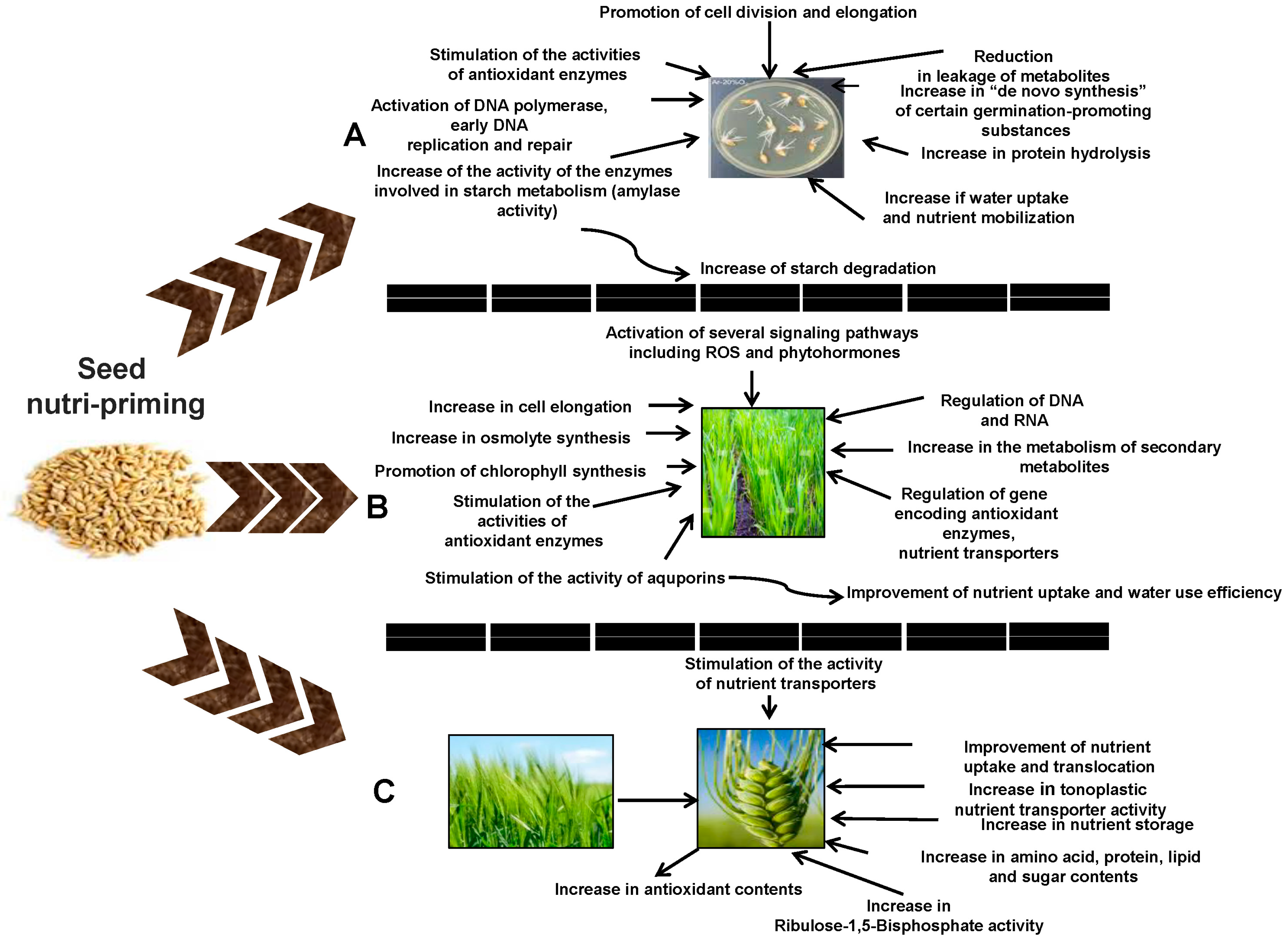 Agronomy 14 01415 g003