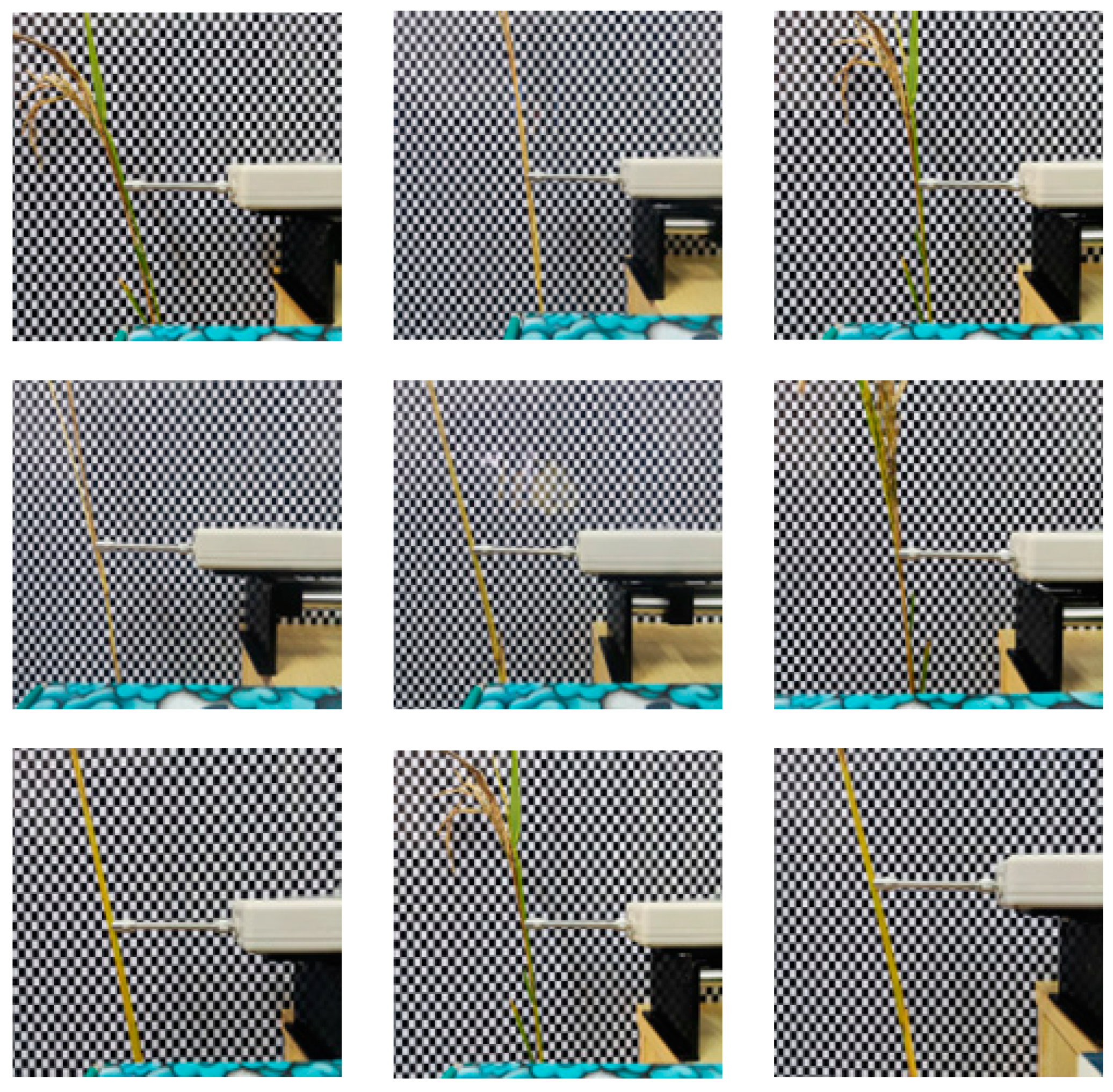 Agronomy 14 01443 g005