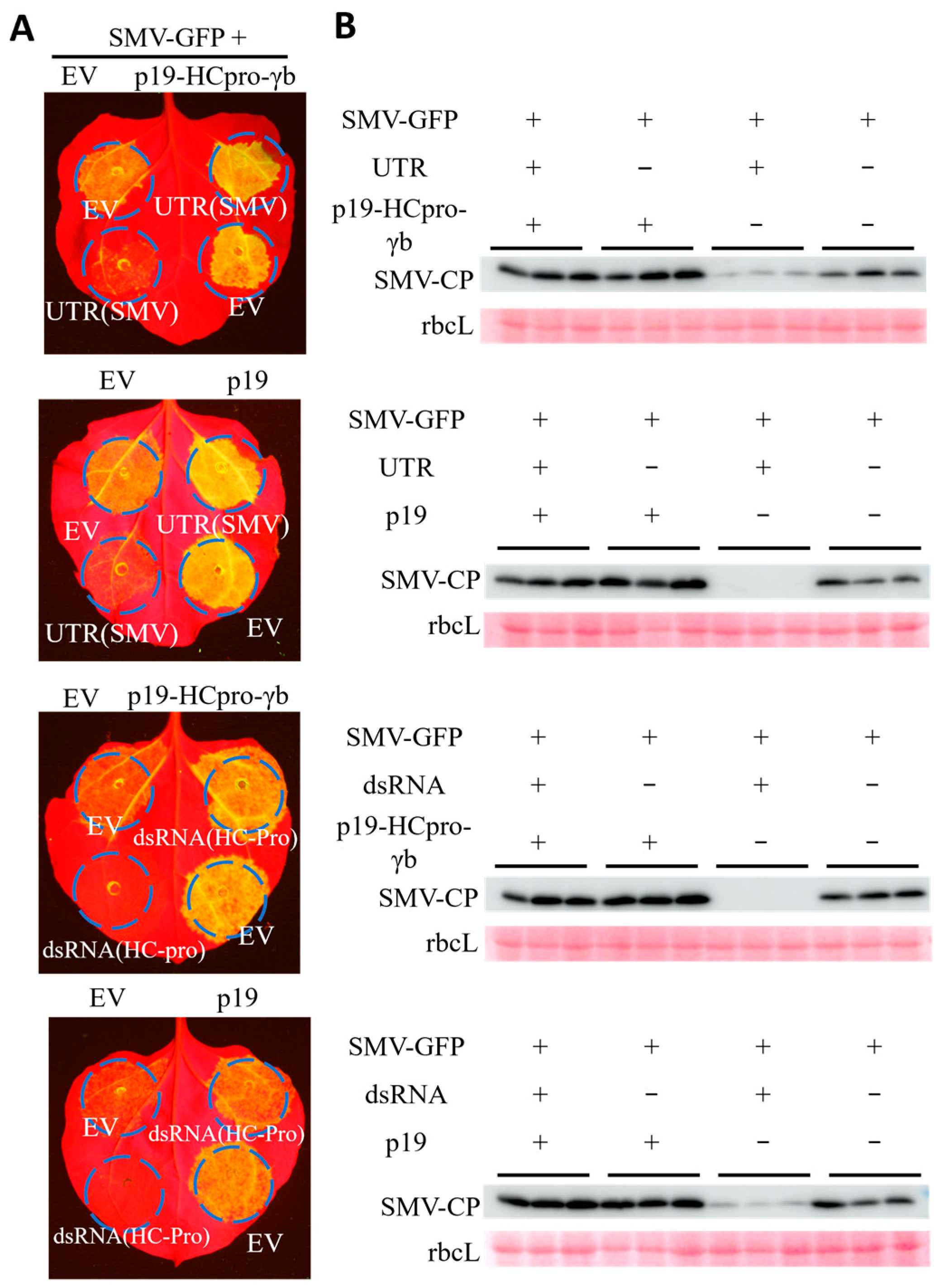 Agronomy 14 01457 g003