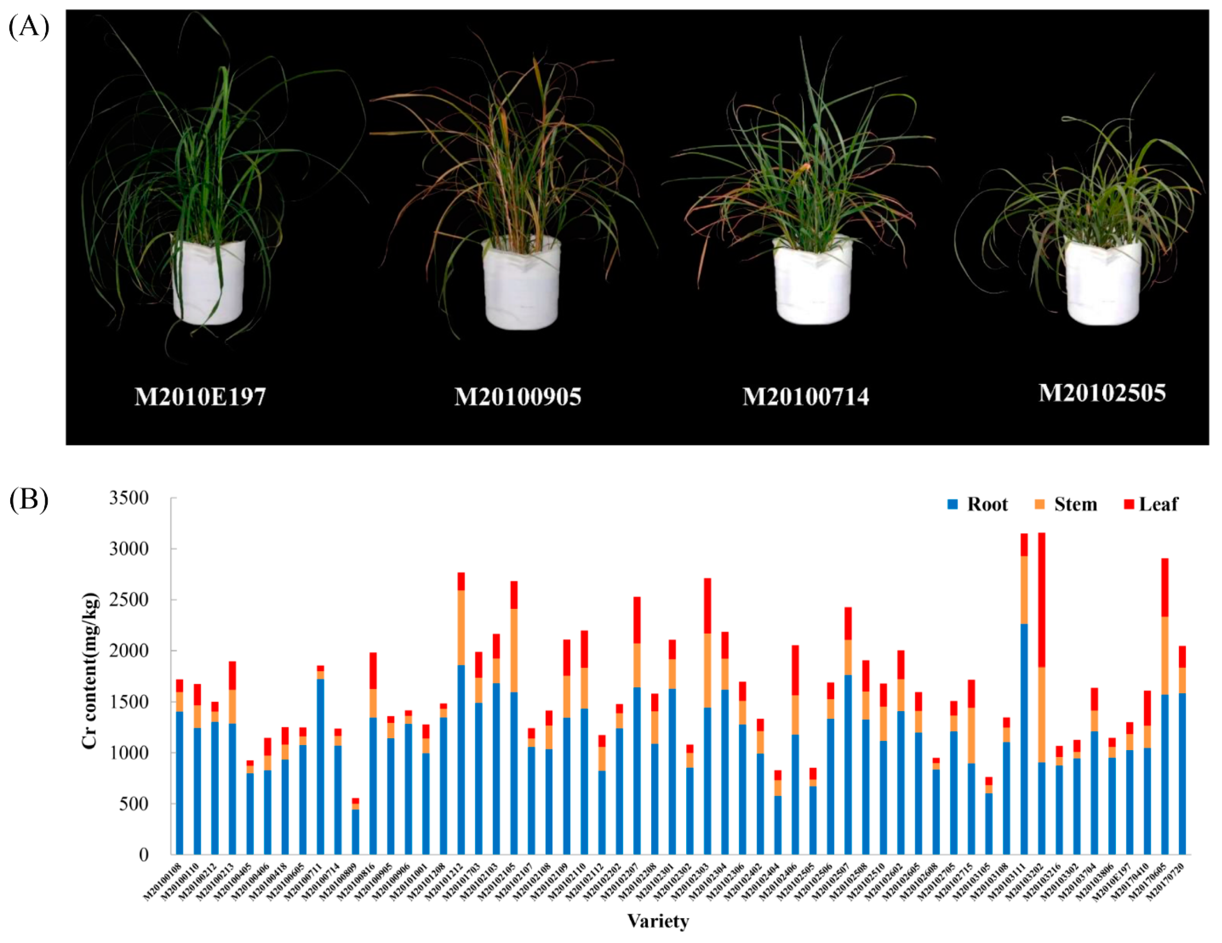 Agronomy 14 01458 g001