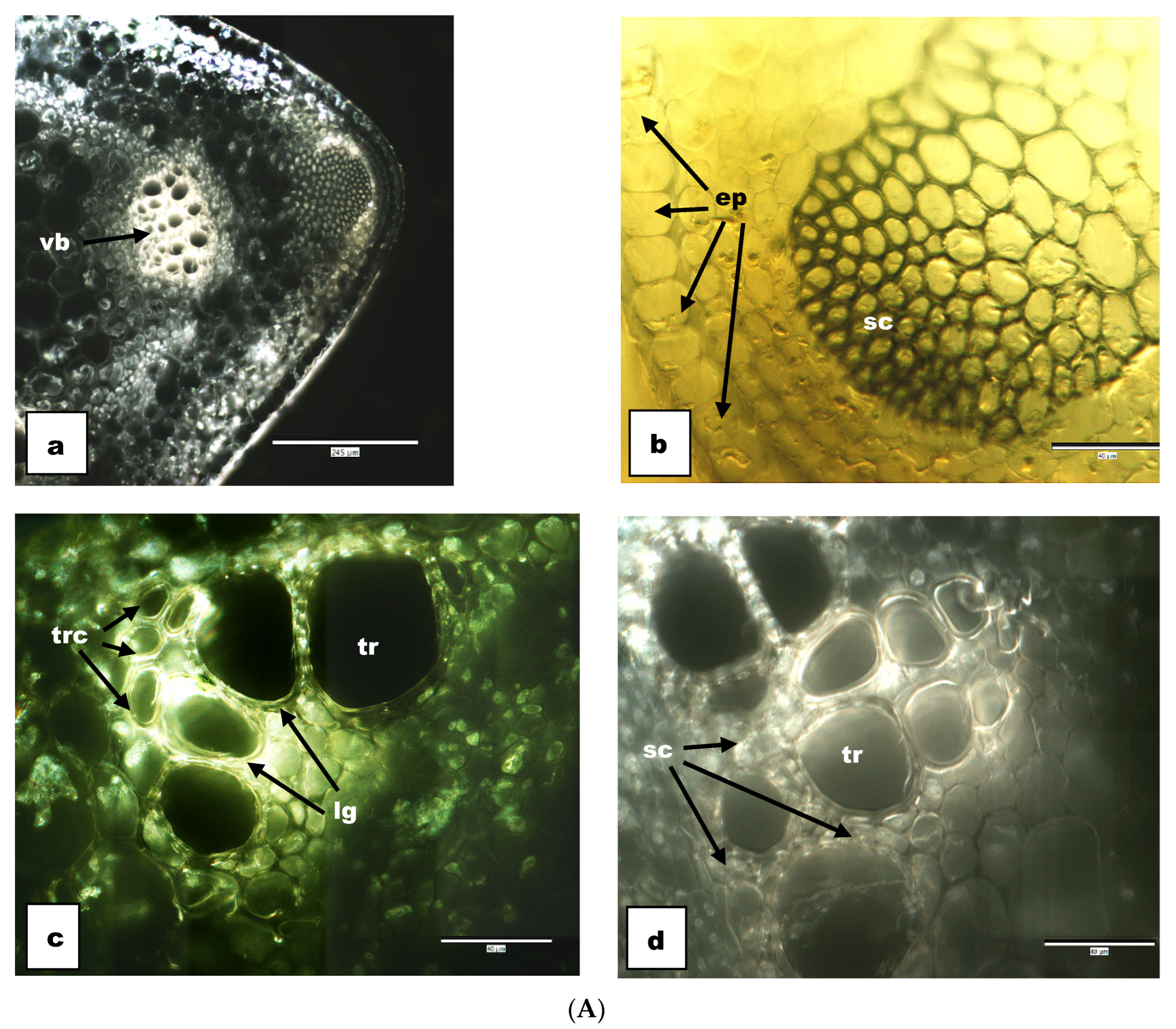 Agronomy 14 01473 g003a