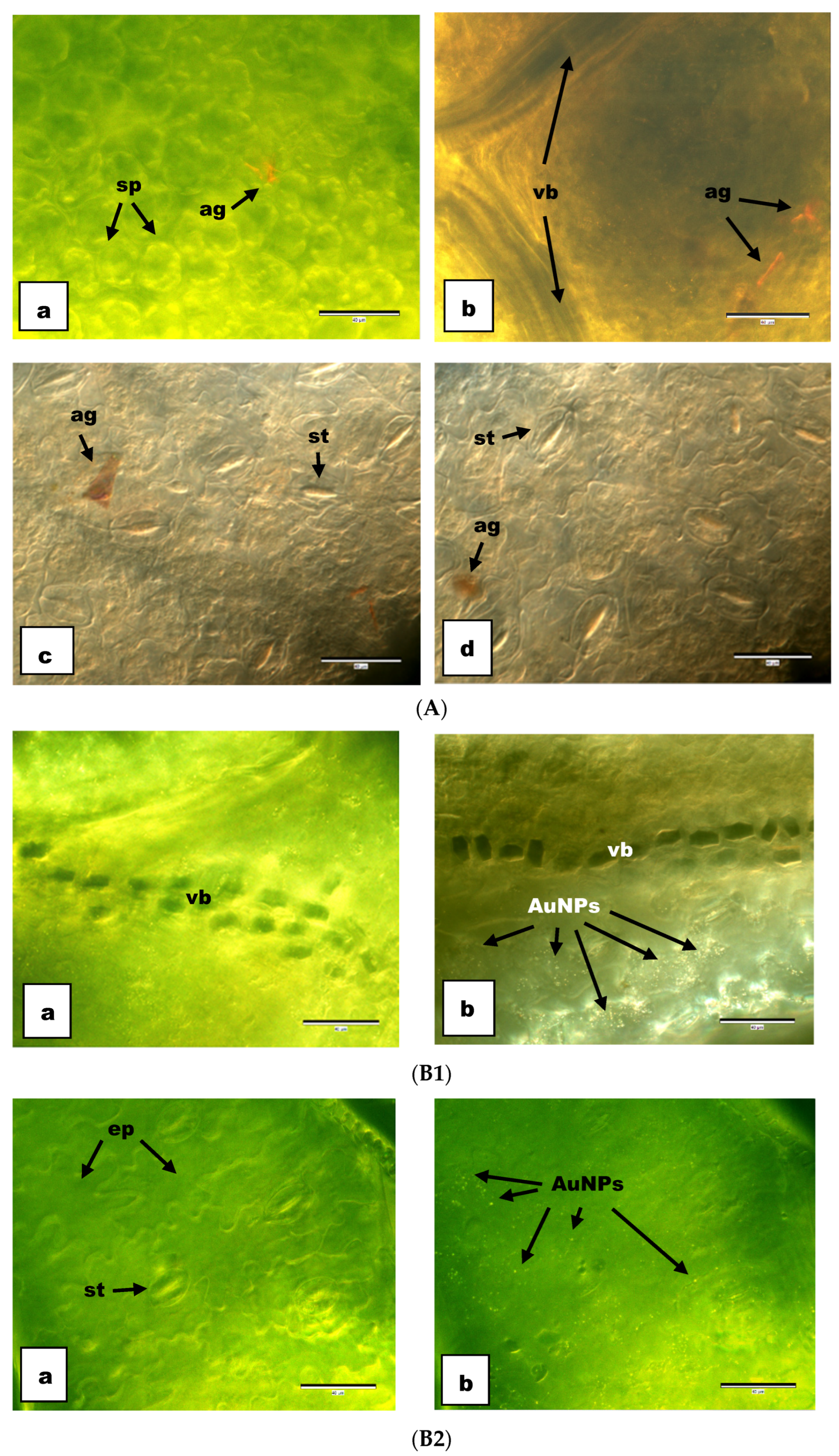 Agronomy 14 01473 g004
