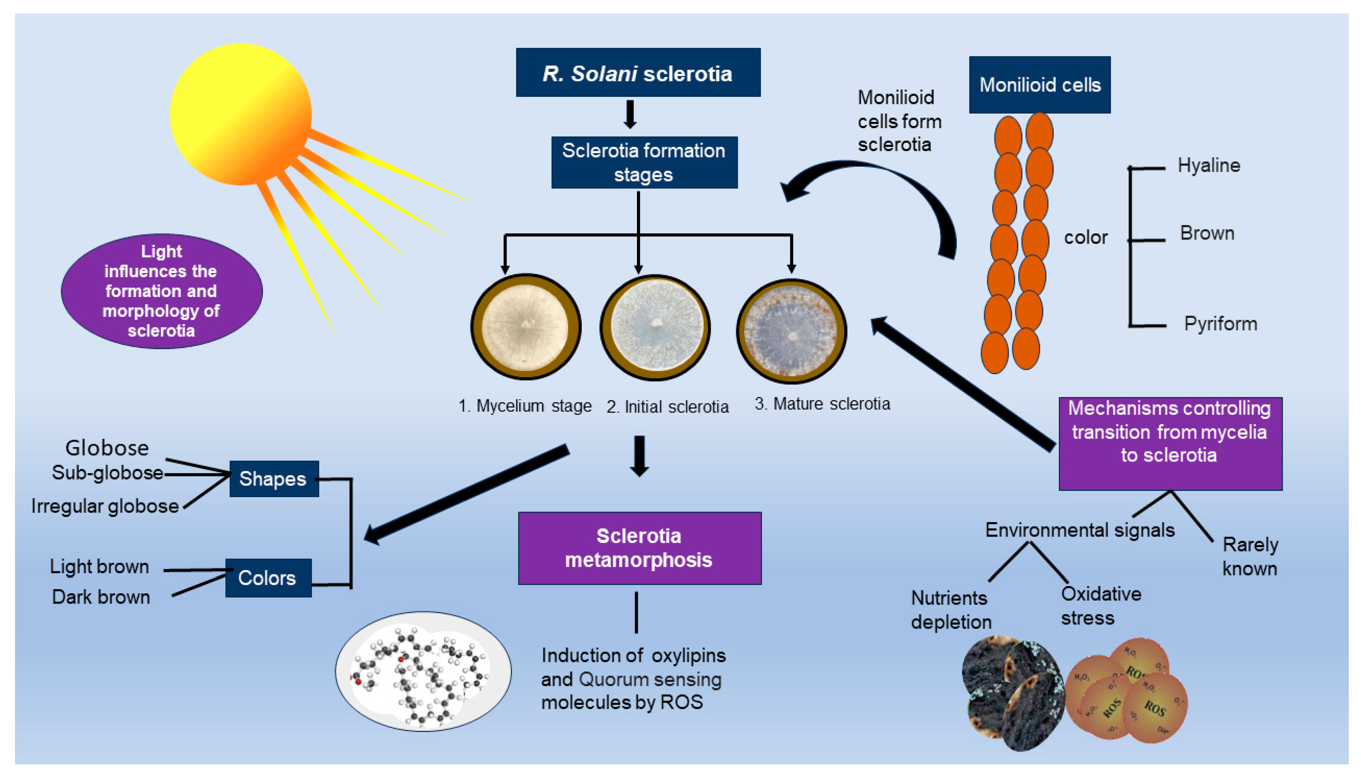 Agronomy 14 01483 g003