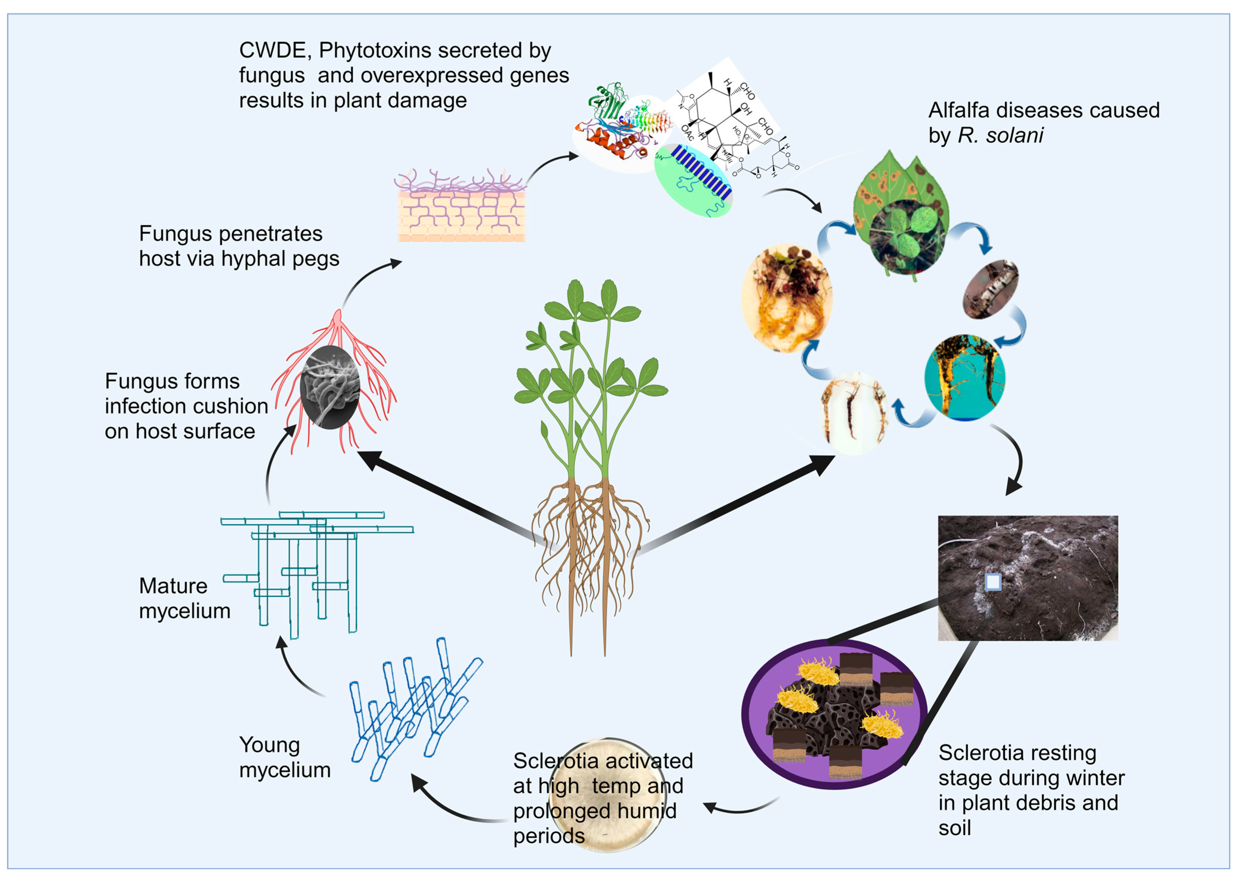Agronomy 14 01483 g004
