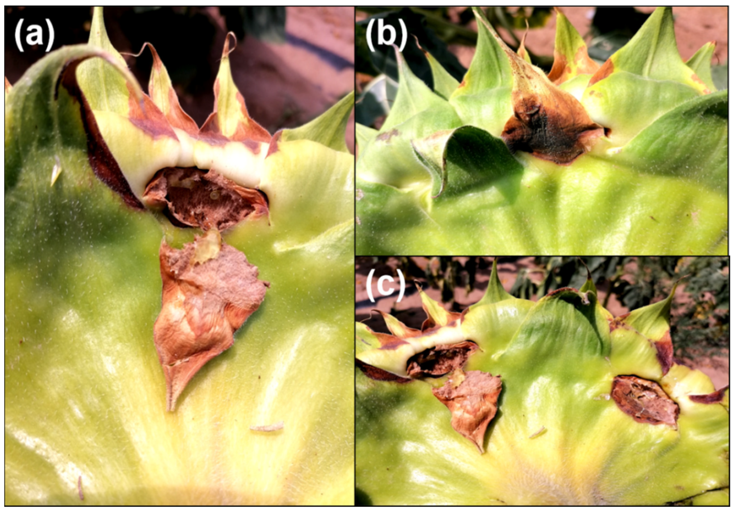 Agronomy 14 01486 g001