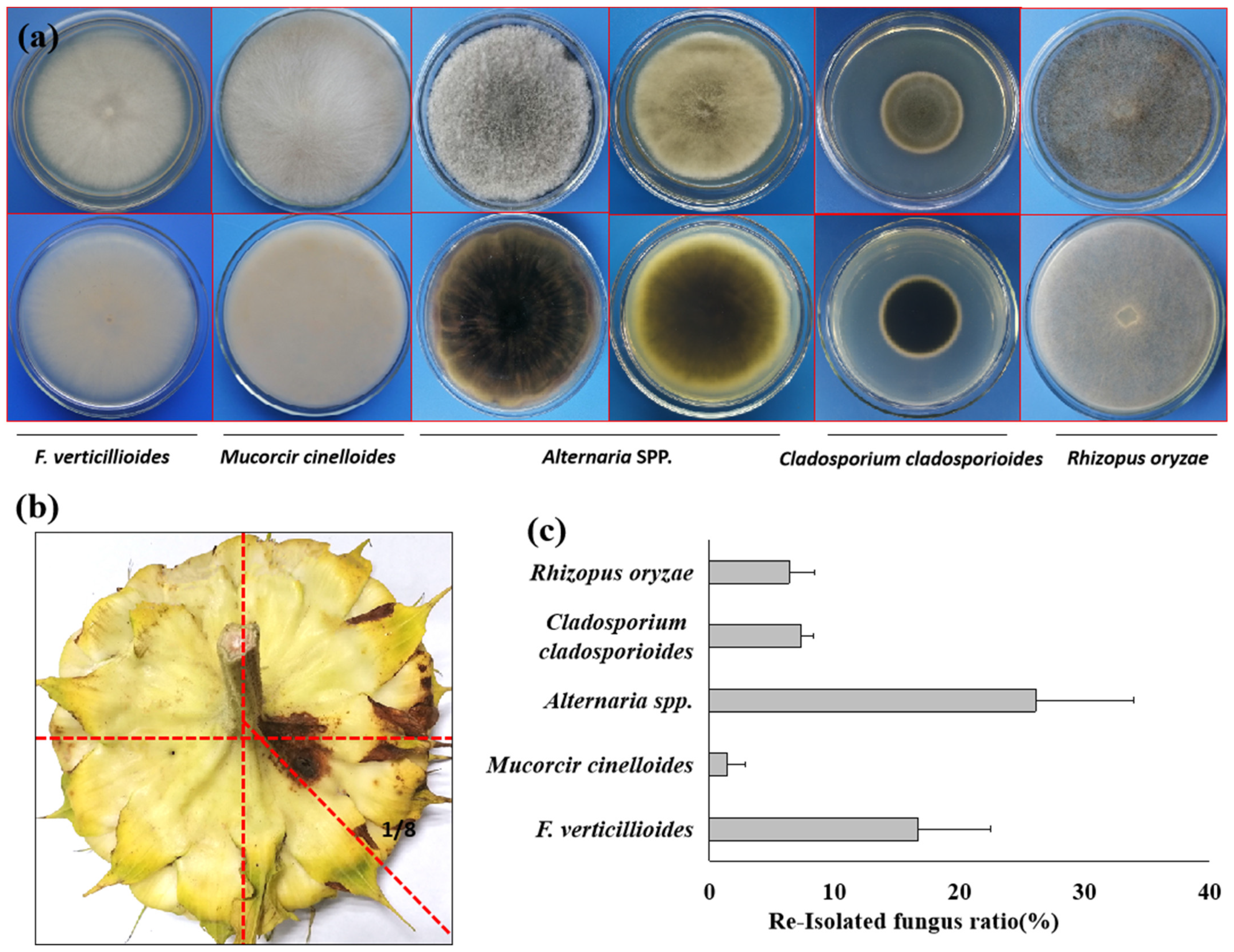 Agronomy 14 01486 g005