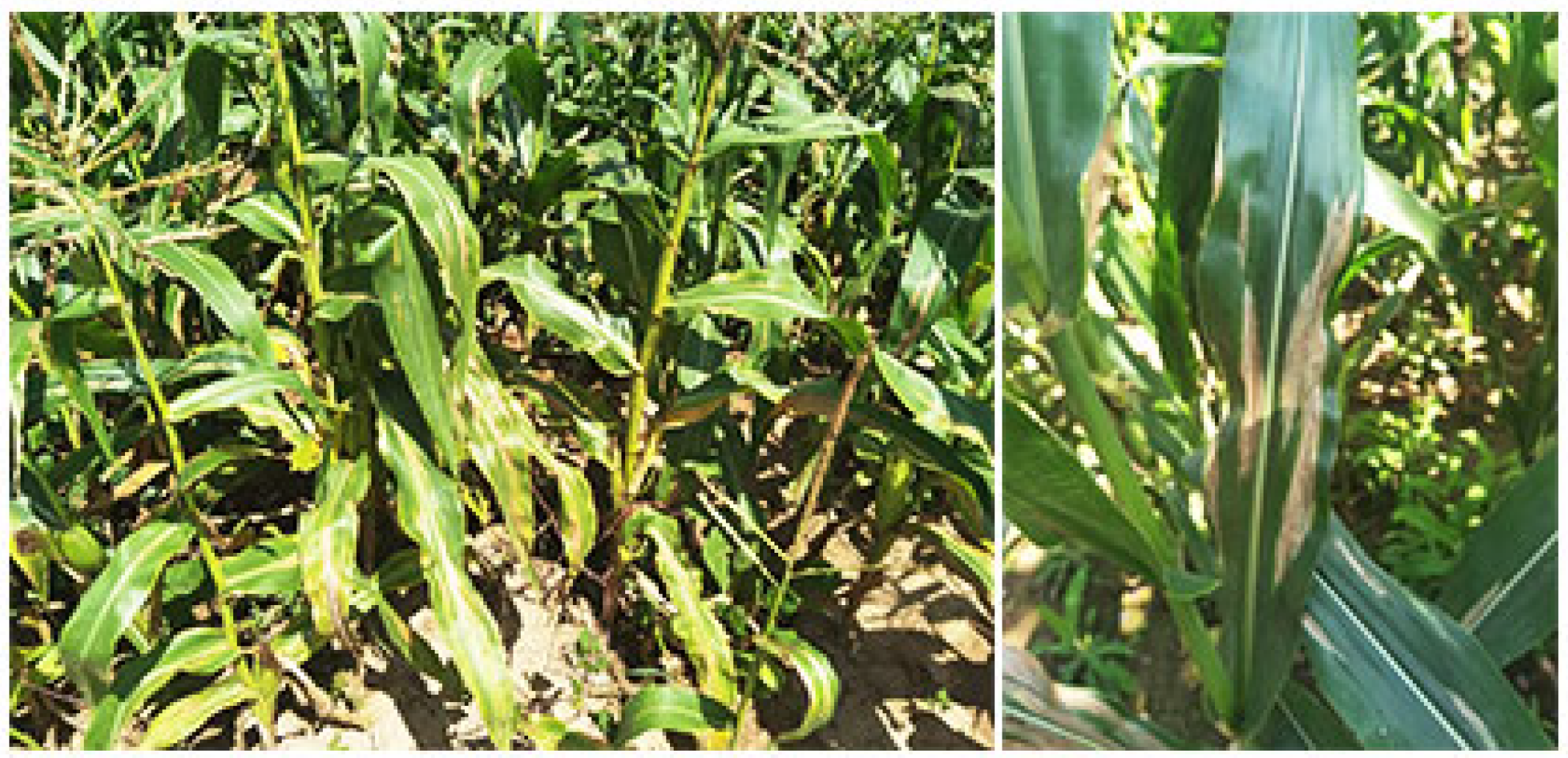 Agronomy 14 01488 g001