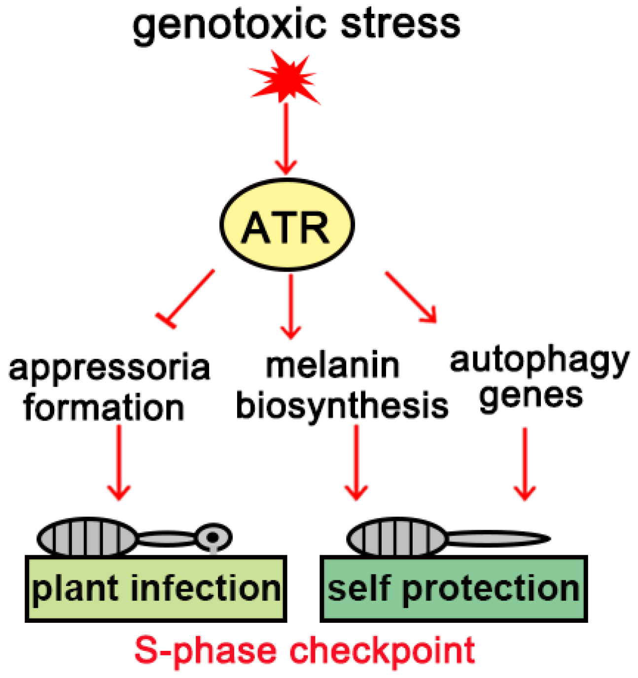 Agronomy 14 01488 g002
