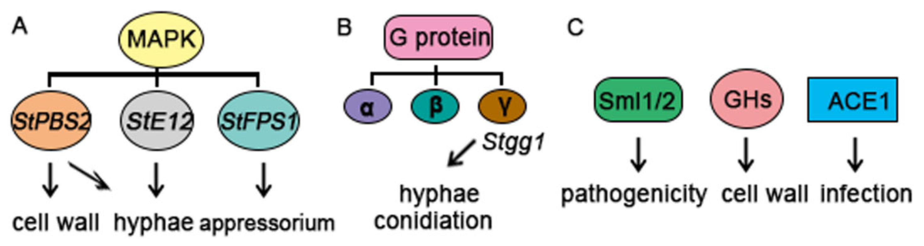 Agronomy 14 01488 g004