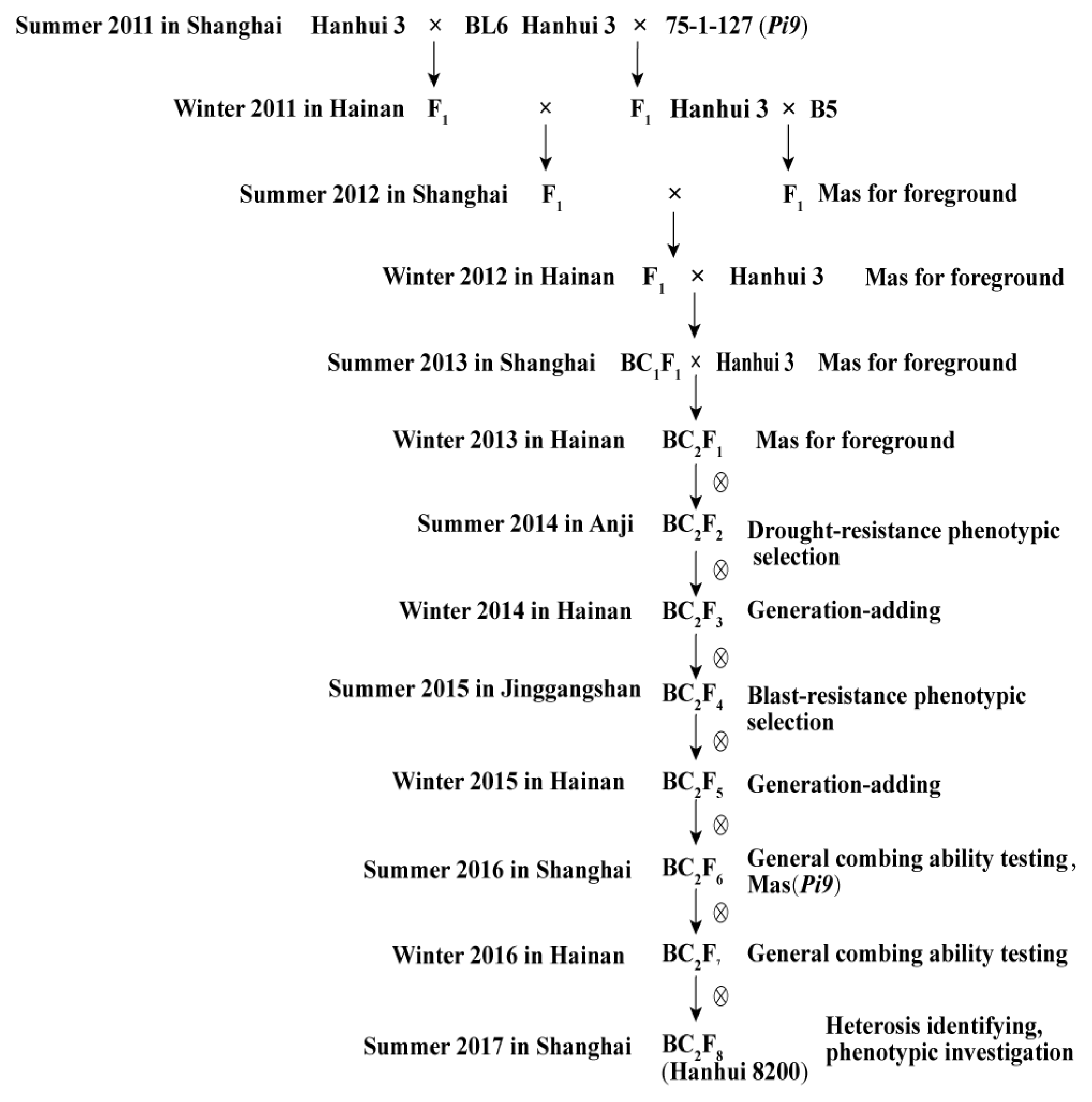 Agronomy | Free Full-Text | Molecular Marker-Assisted Selection of a New  Water-Saving and Drought-Resistant Rice (WDR) Restoration Line, Hanhui  8200, for Enhanced Resistance to Rice Blast