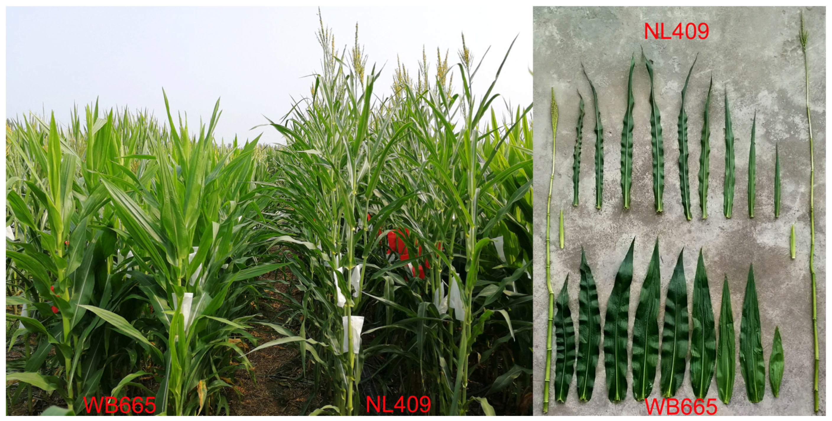 Agronomy 14 01506 g001