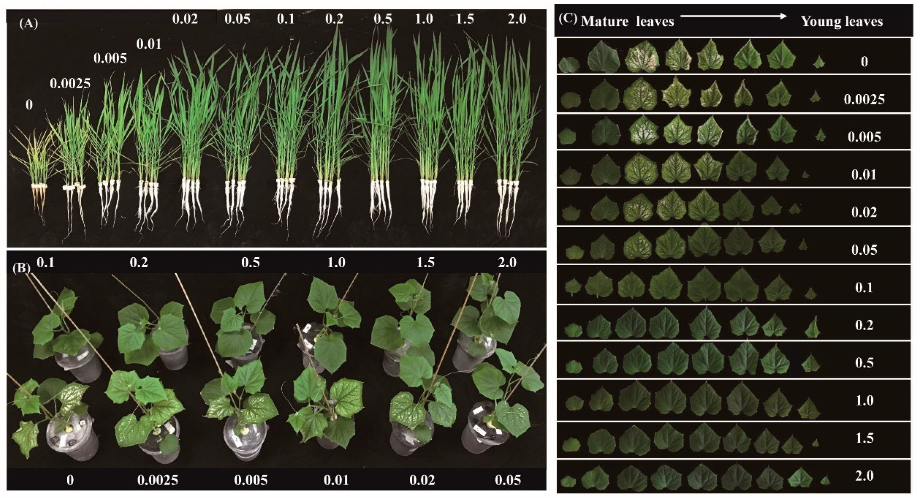 Agronomy 14 01508 g001