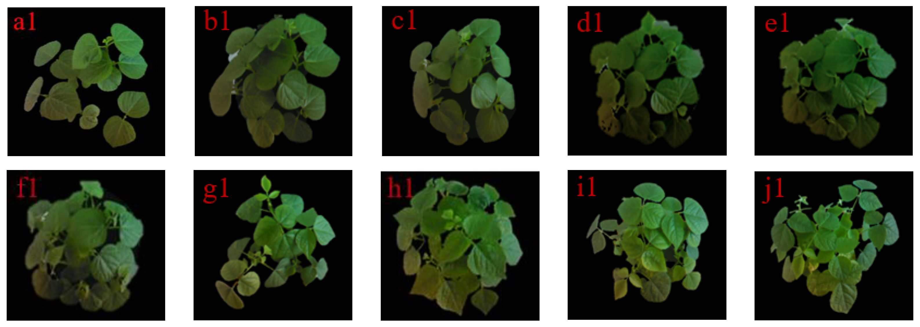 Agronomy 14 01518 g004