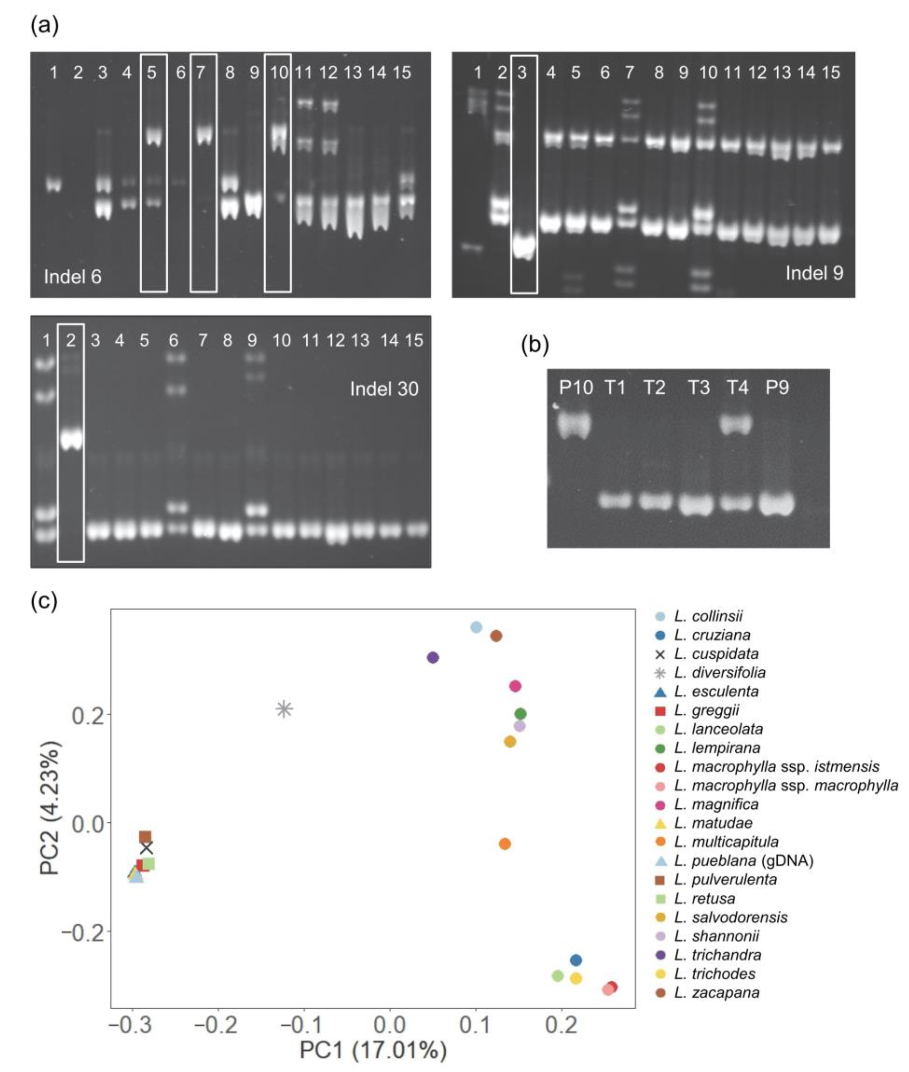 Agronomy 14 01519 g003