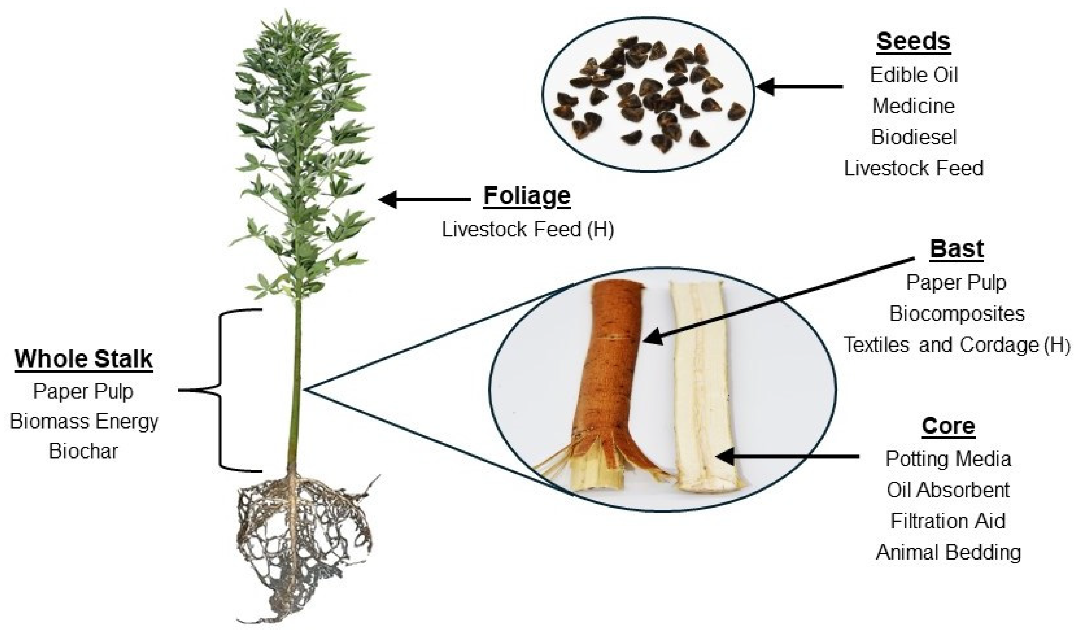 Agronomy 14 01542 g001