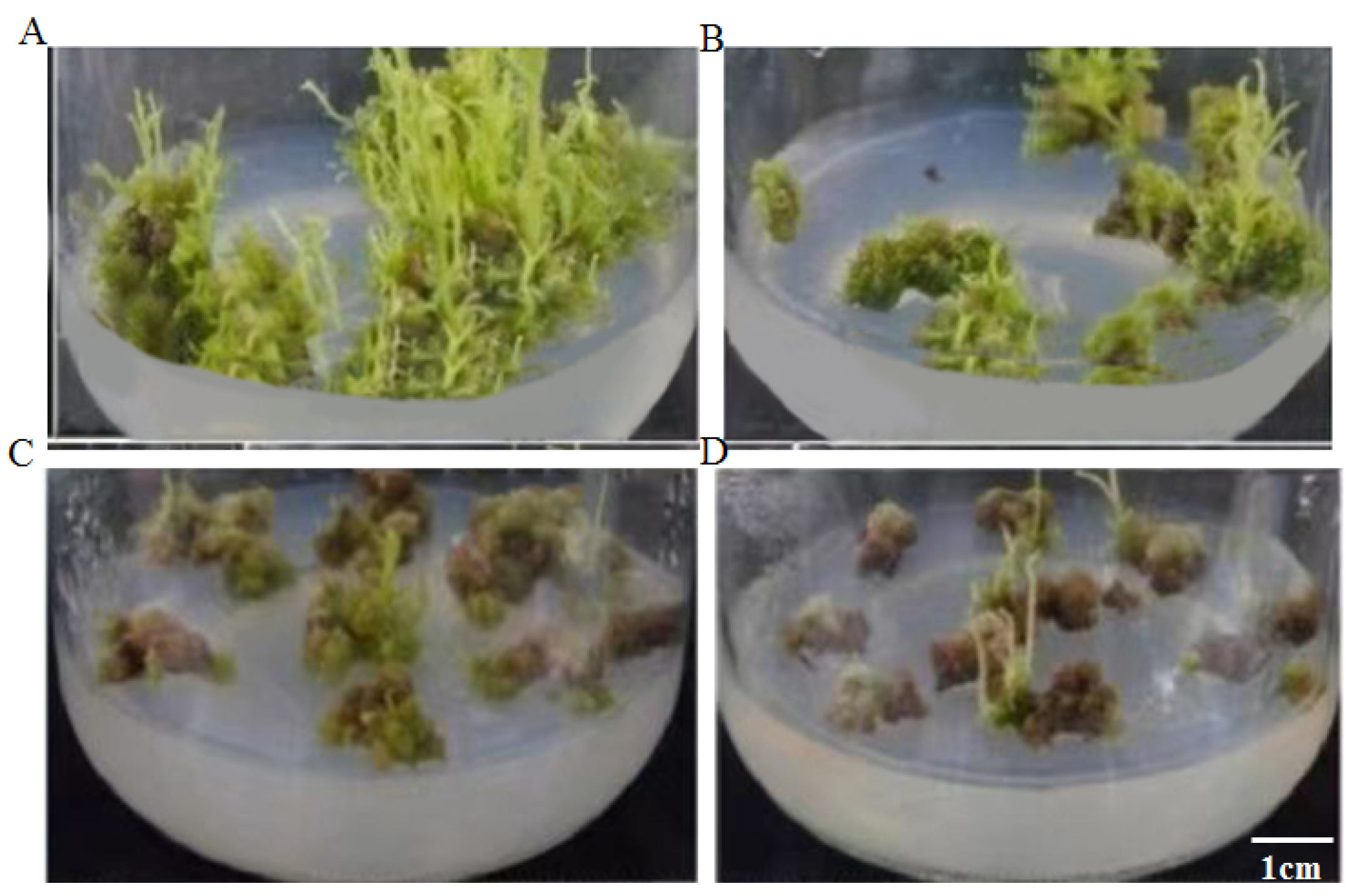 Agronomy 14 01547 g001
