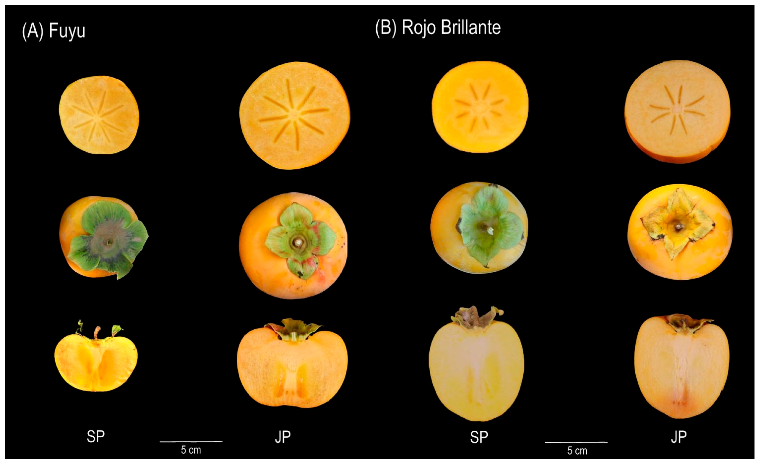 Agronomy 14 01555 g003 Agronomy 14 01555 g003