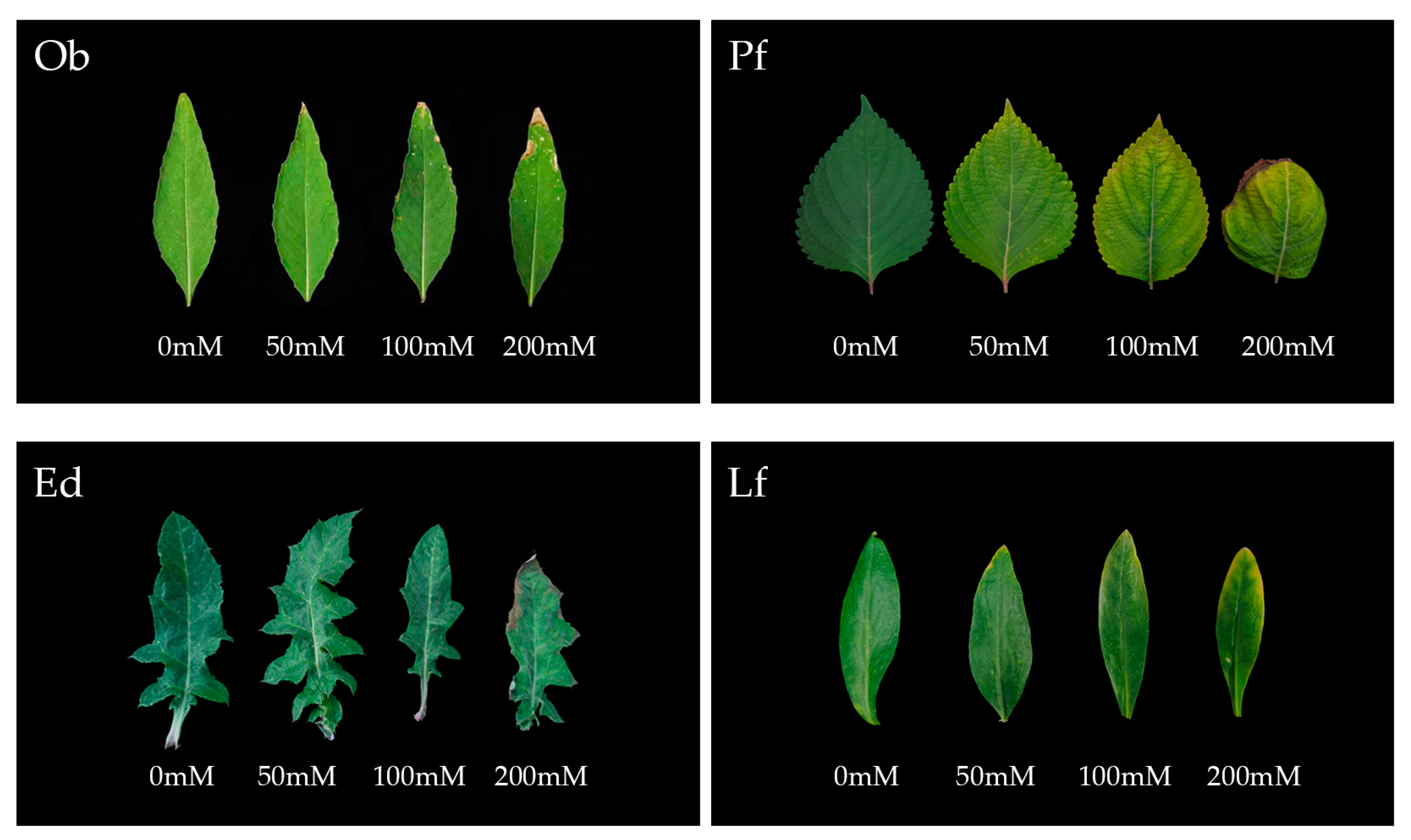 Agronomy 14 01556 g001 Agronomy 14 01556 g001