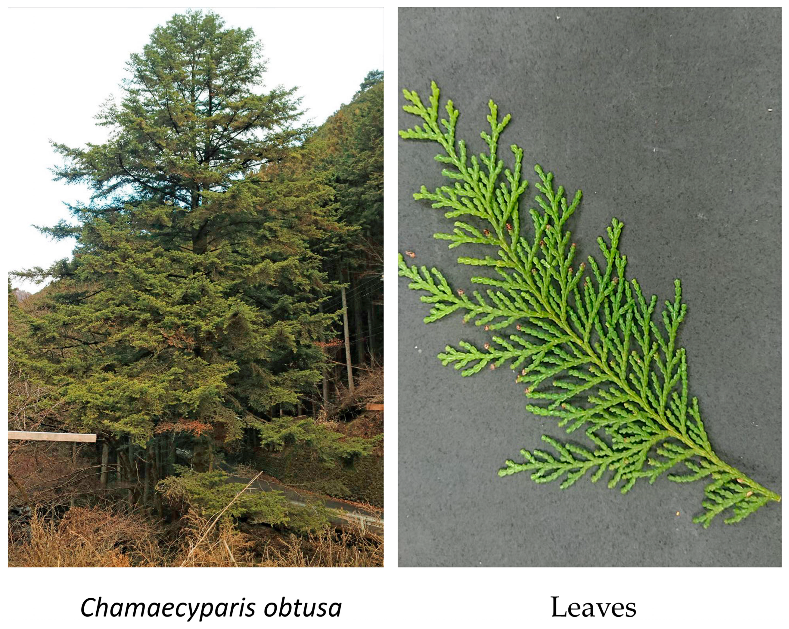 Agronomy 14 01557 g001