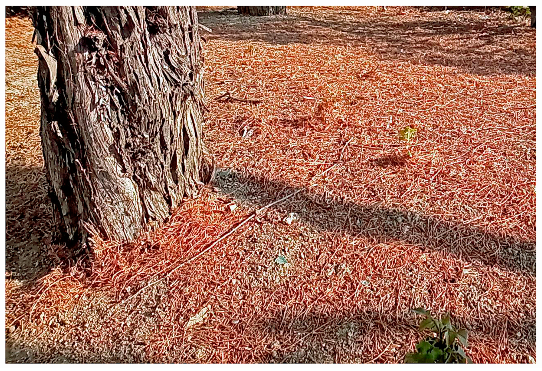 Agronomy 14 01557 g009