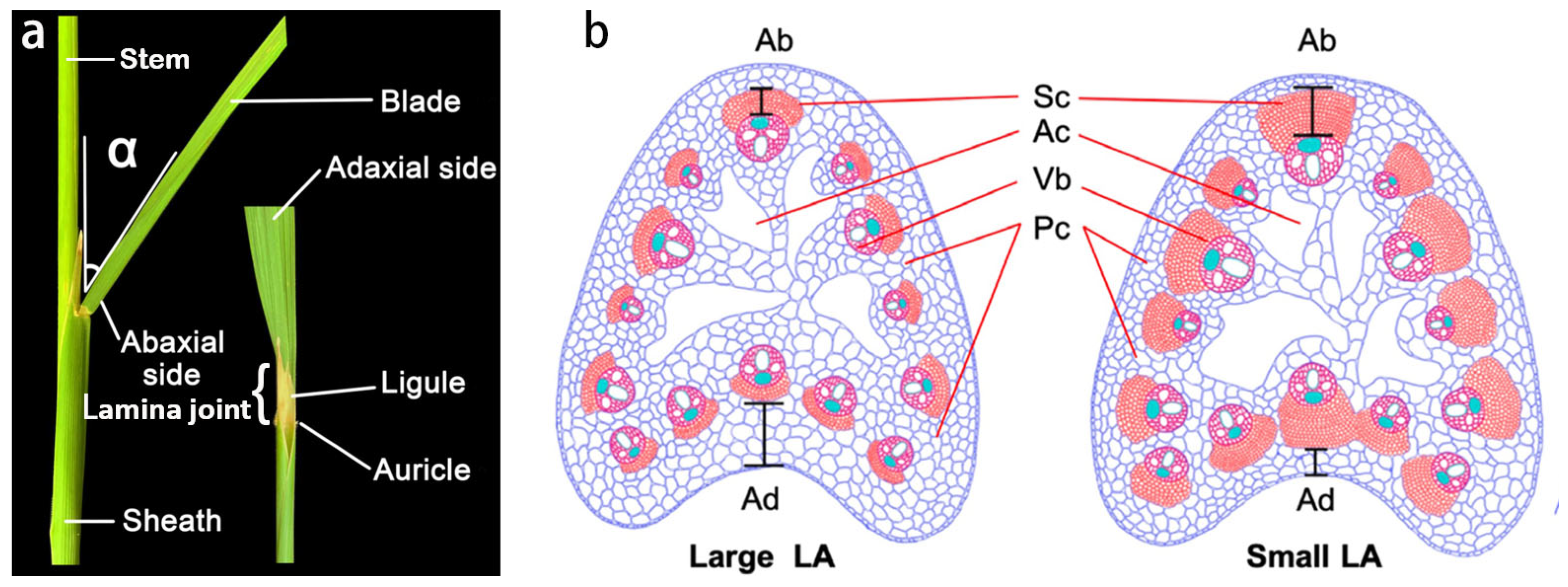 Agronomy 14 01562 g001