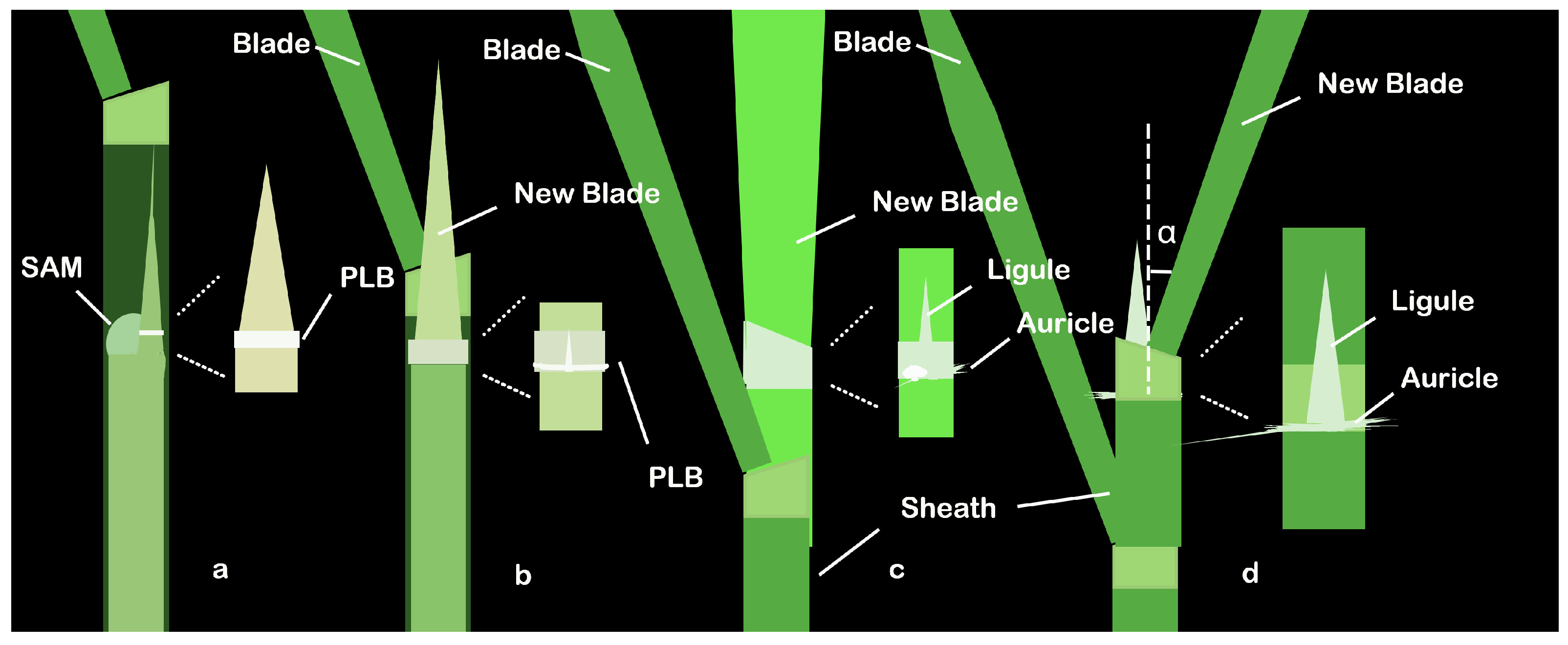 Agronomy 14 01562 g002