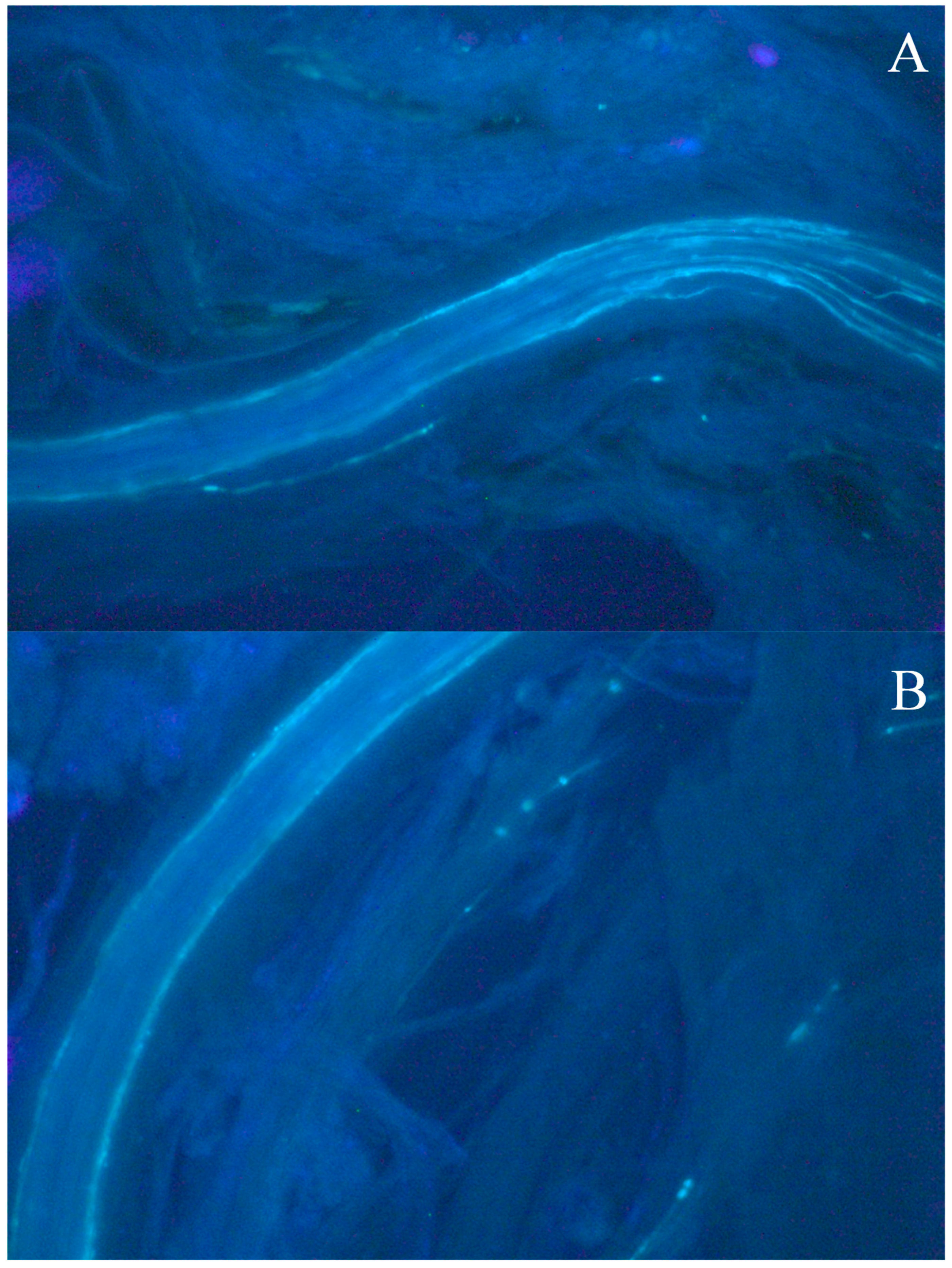 Agronomy 14 01564 g002