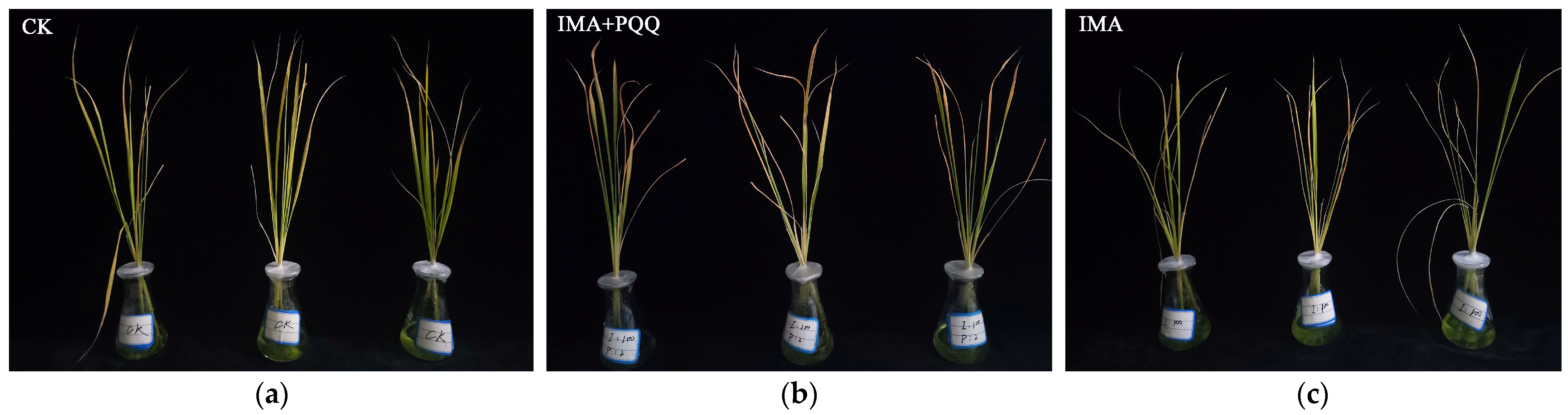 Agronomy 14 01572 g001