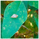 Agronomy | Free Full-Text | Identification of Insect Pests on Soybean ...