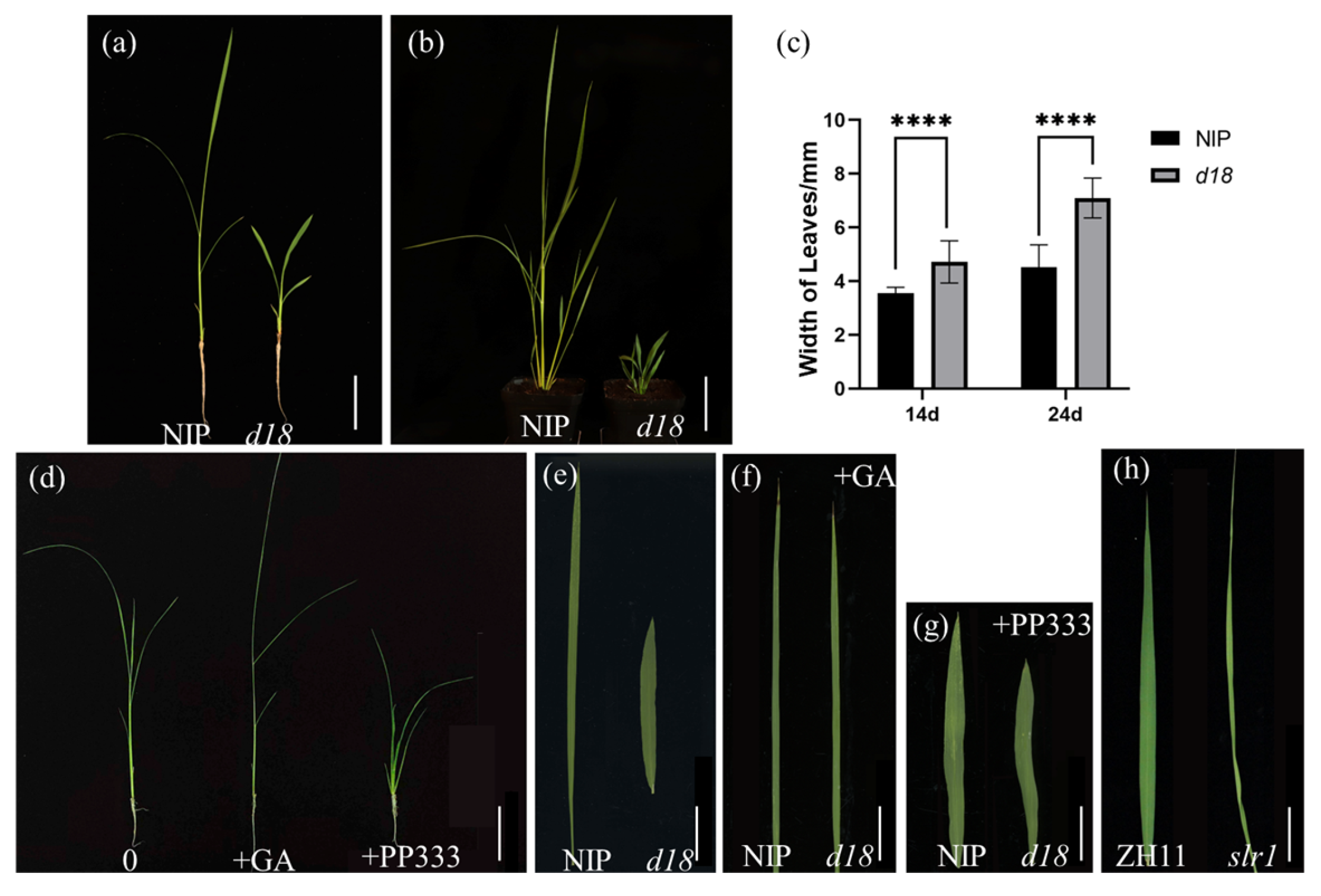Agronomy 14 01597 g001