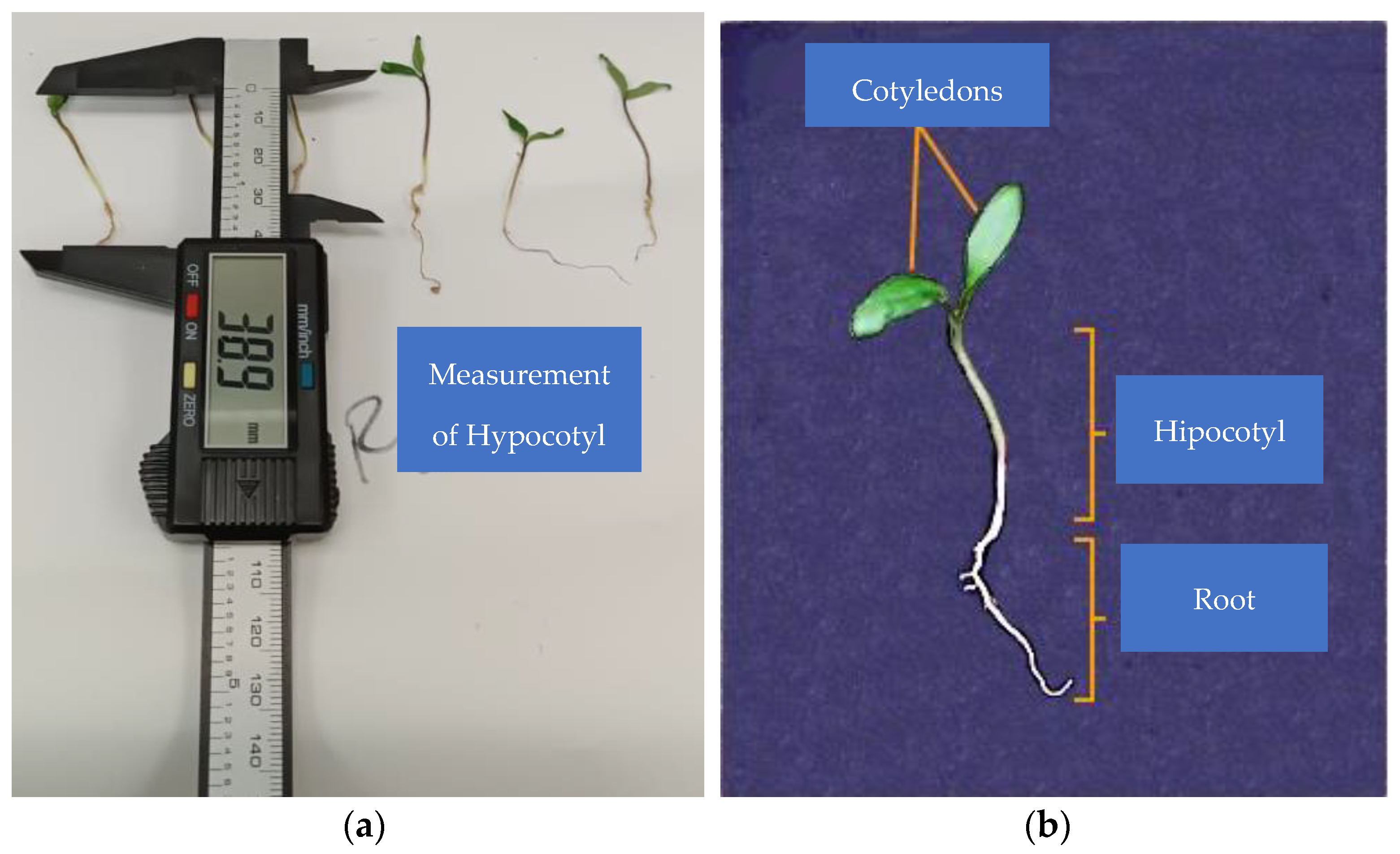 Agronomy 14 01609 g002 Agronomy 14 01609 g002
