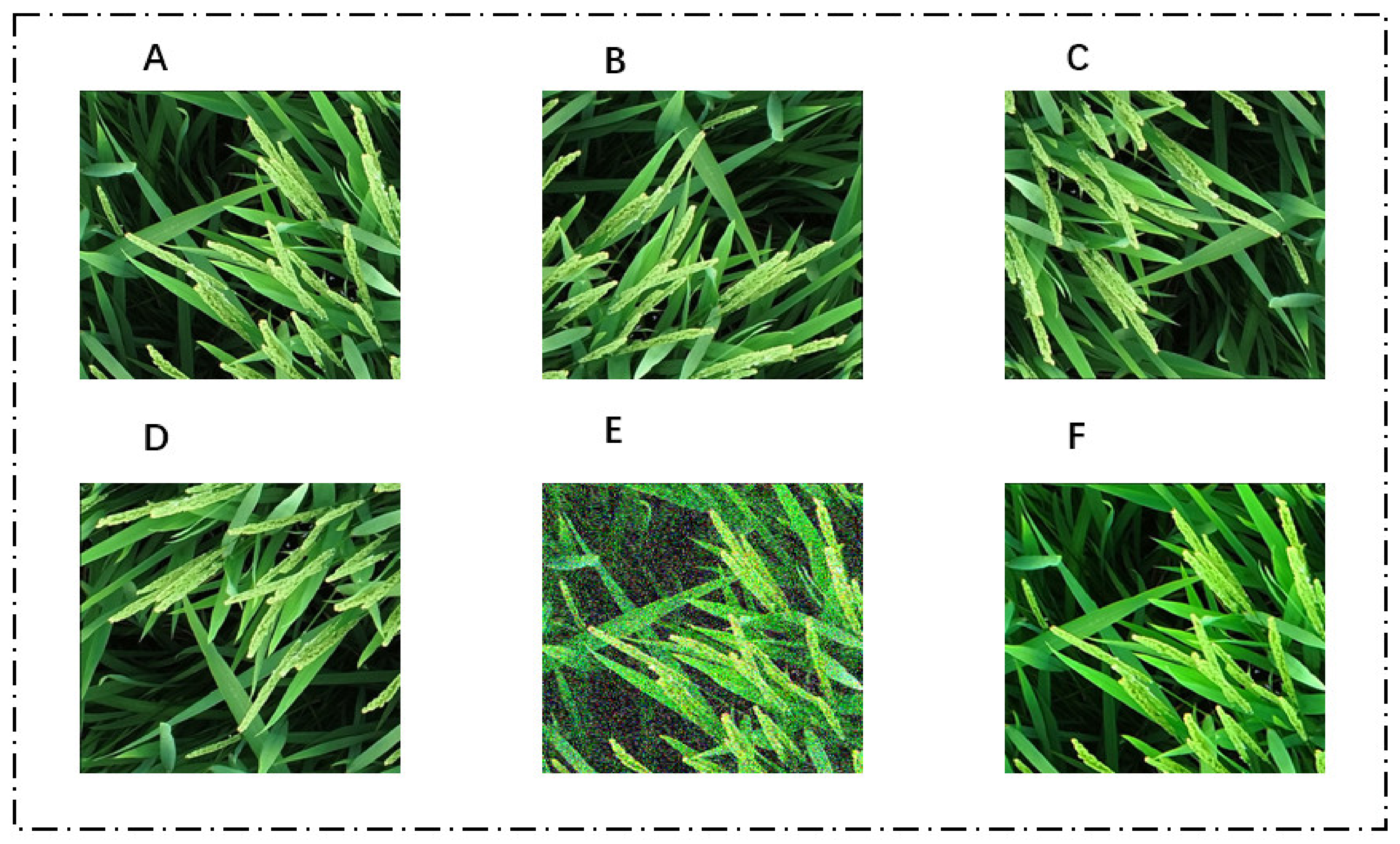 Agronomy 14 01618 g004