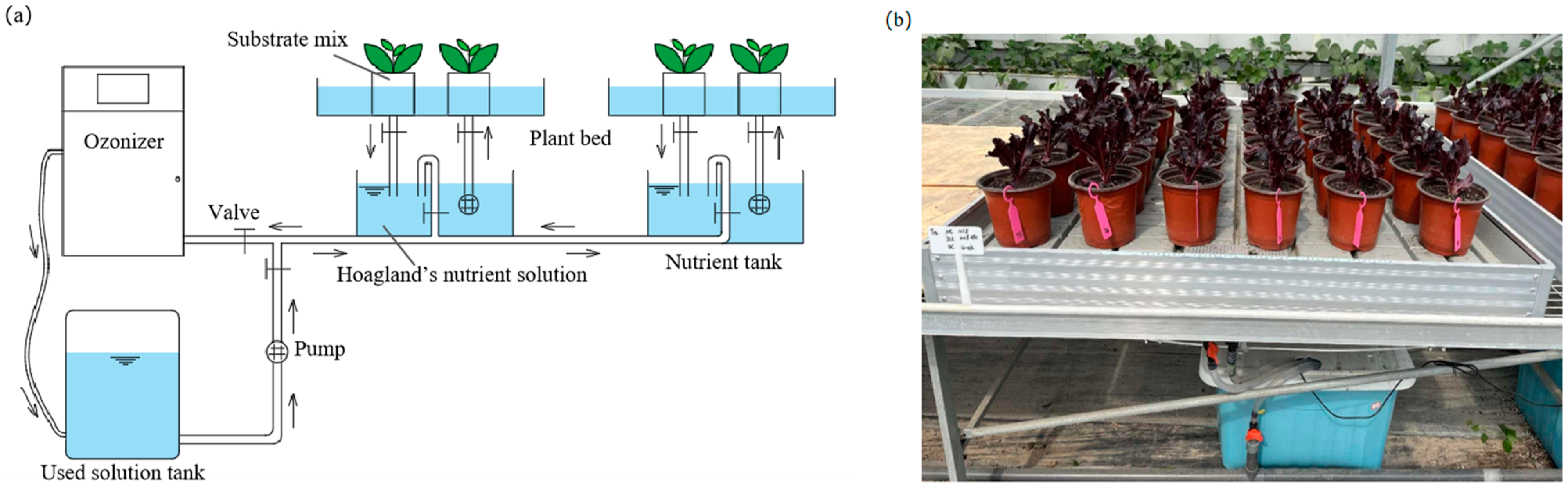 Agronomy 14 01619 g002