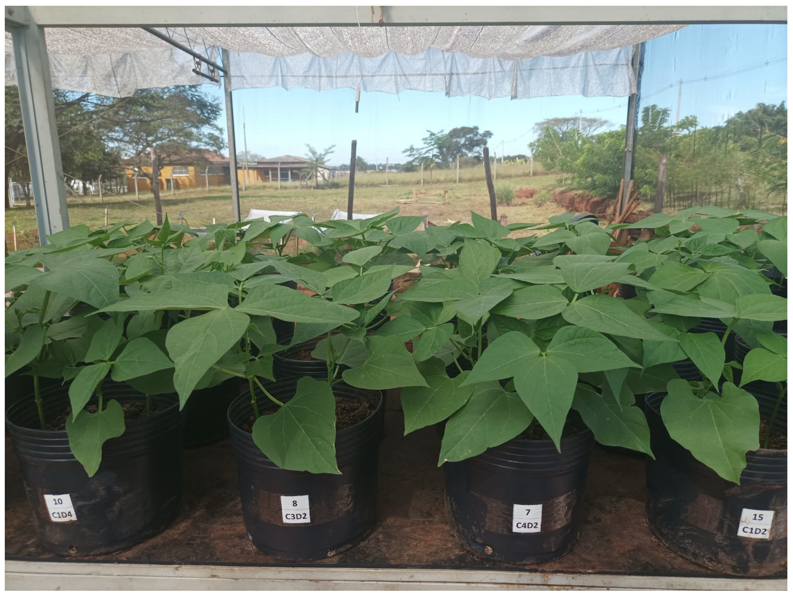 Agronomy 14 01634 g0a1 Agronomy 14 01634 g0a1