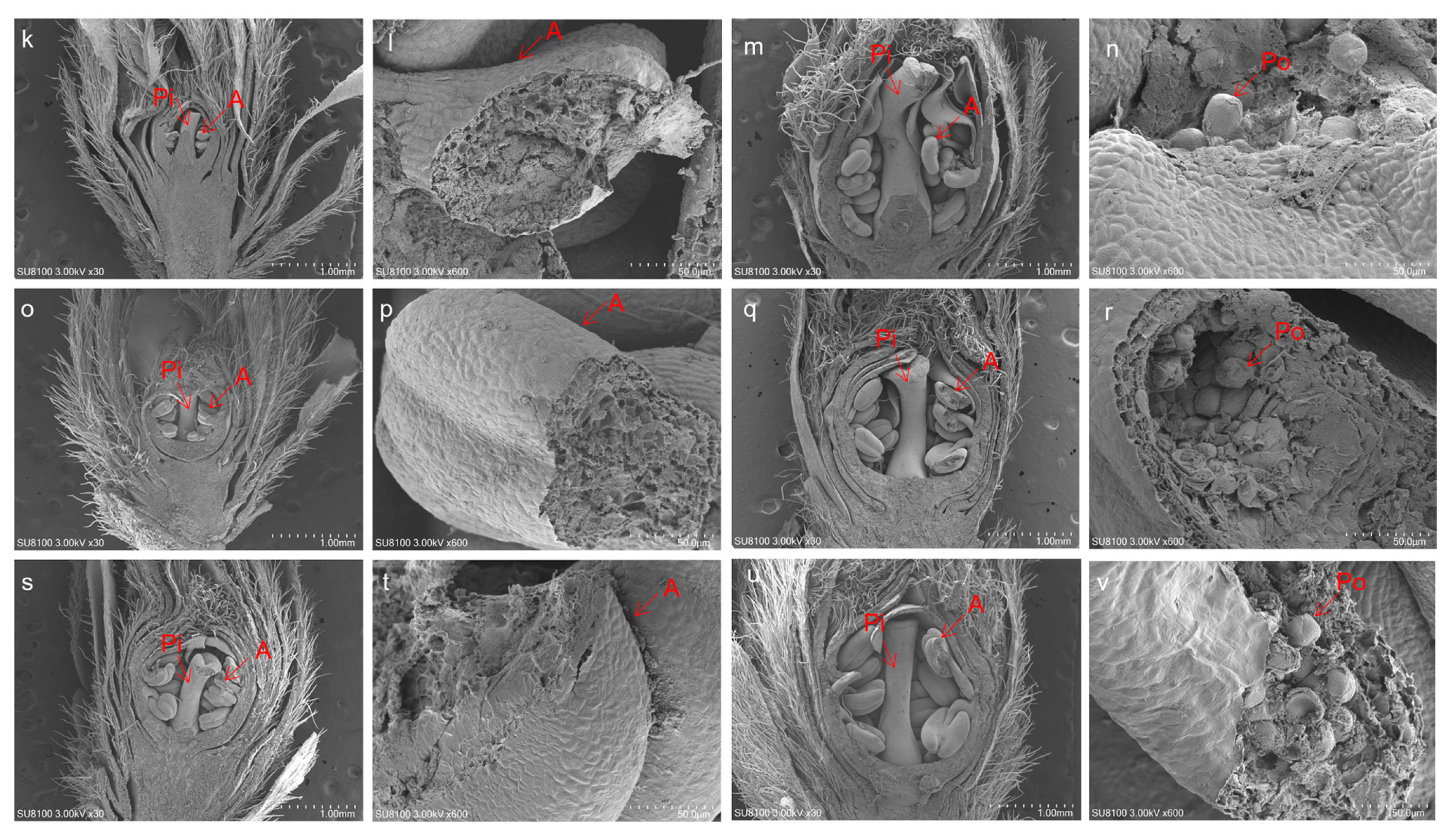 Agronomy 14 01637 g004b Agronomy 14 01637 g004b