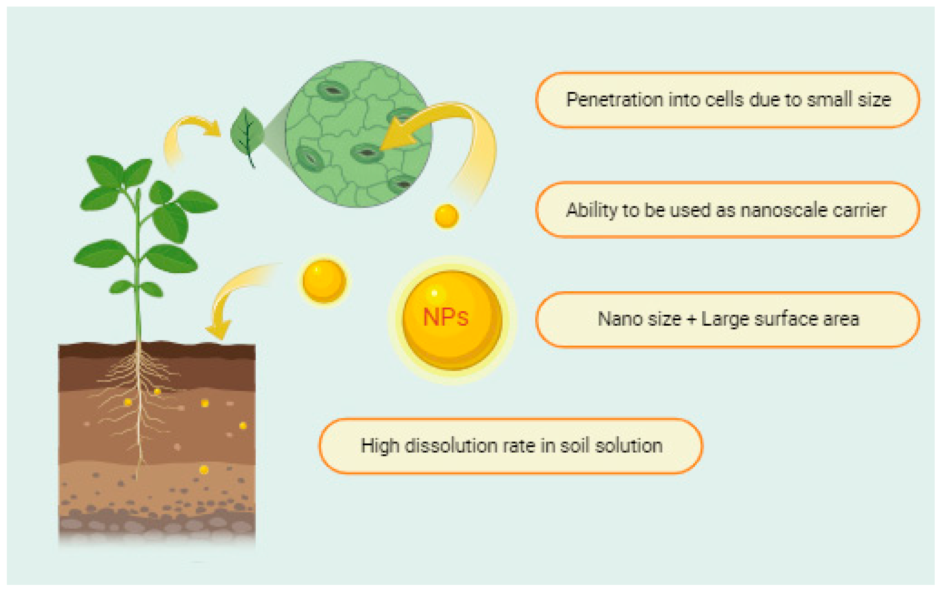 Agronomy 14 01646 g001