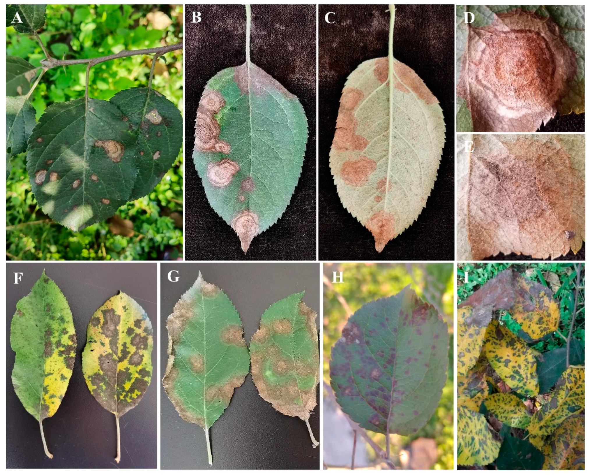 Agronomy 14 01658 g001