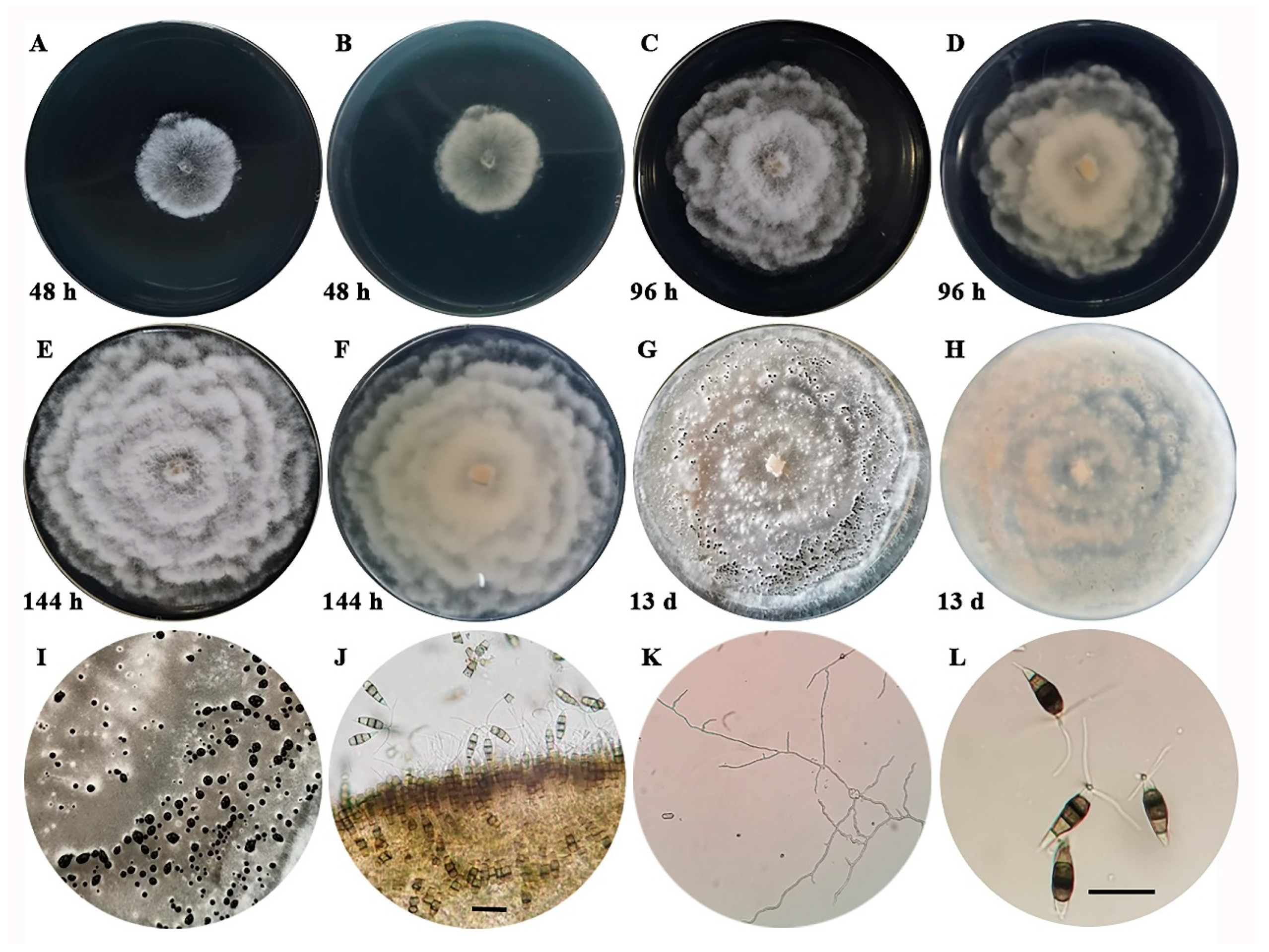 Agronomy 14 01658 g002