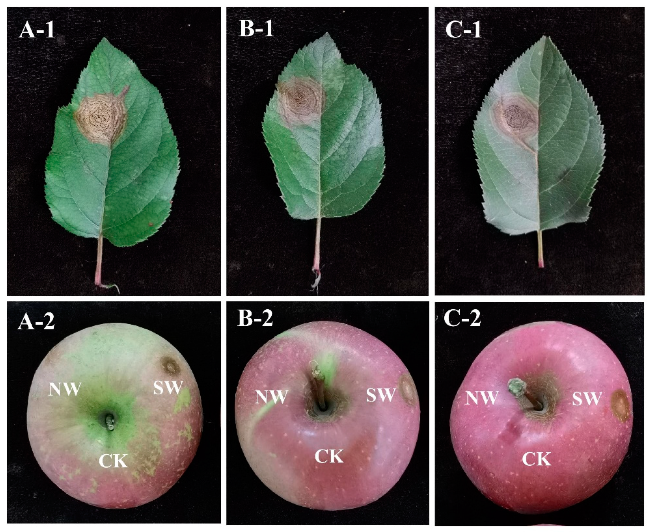 Agronomy 14 01658 g004