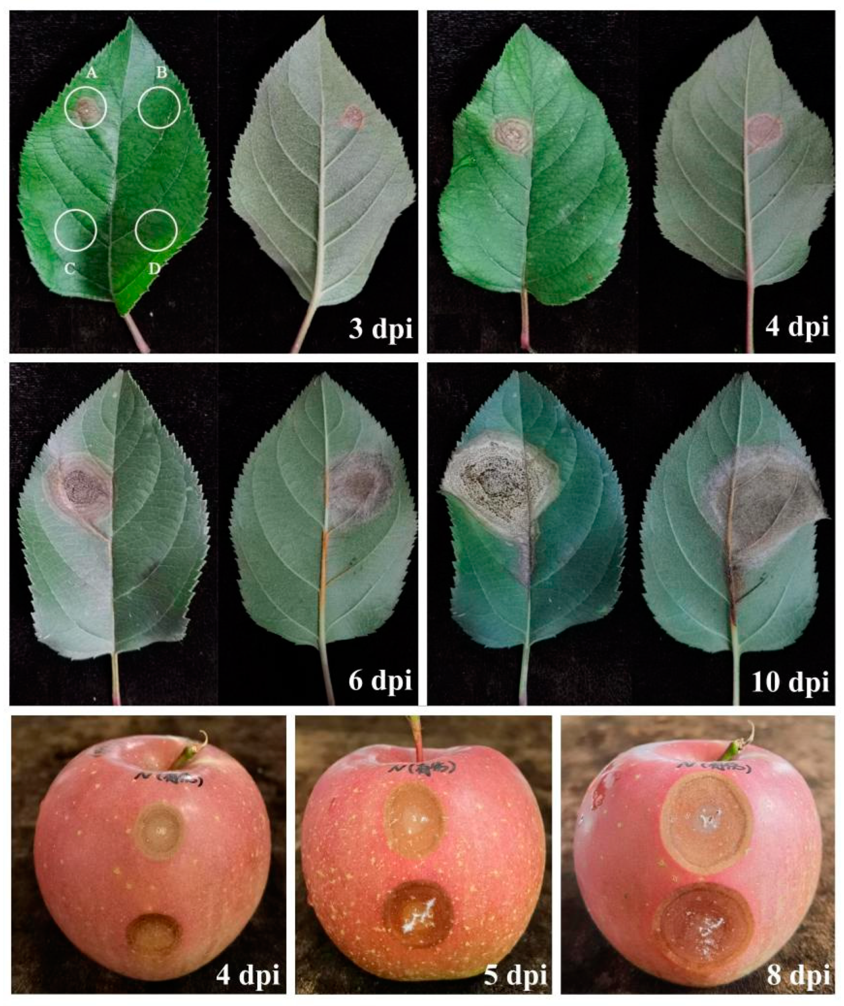 Agronomy 14 01658 g005
