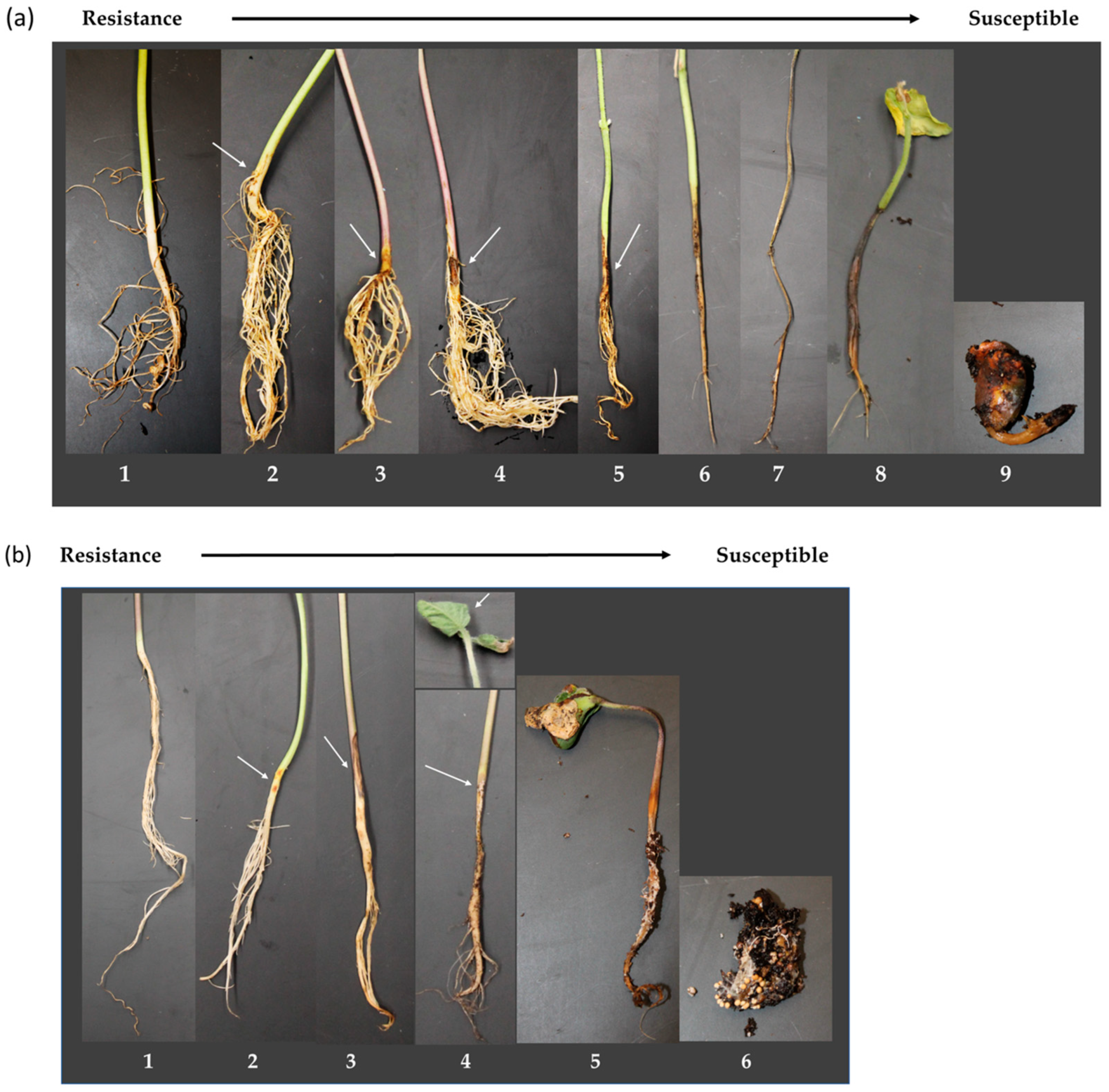 Agronomy 14 01660 g004