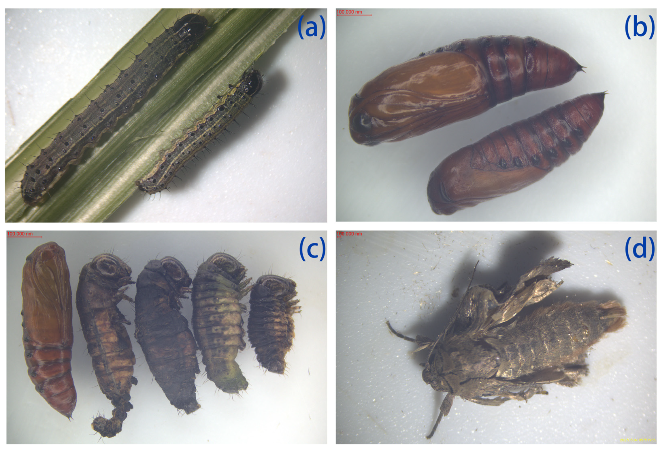 Agronomy 14 01690 g002 Agronomy 14 01690 g002