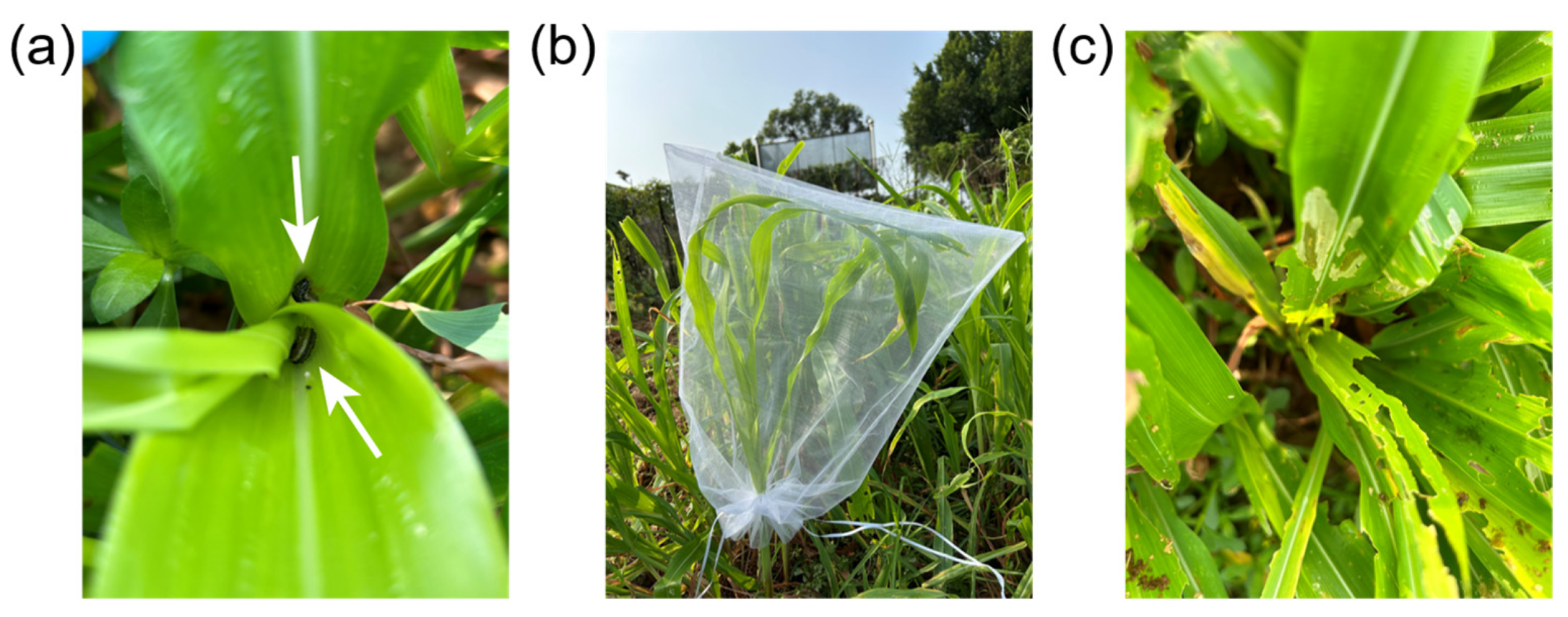 Agronomy 14 01690 g008 Agronomy 14 01690 g008